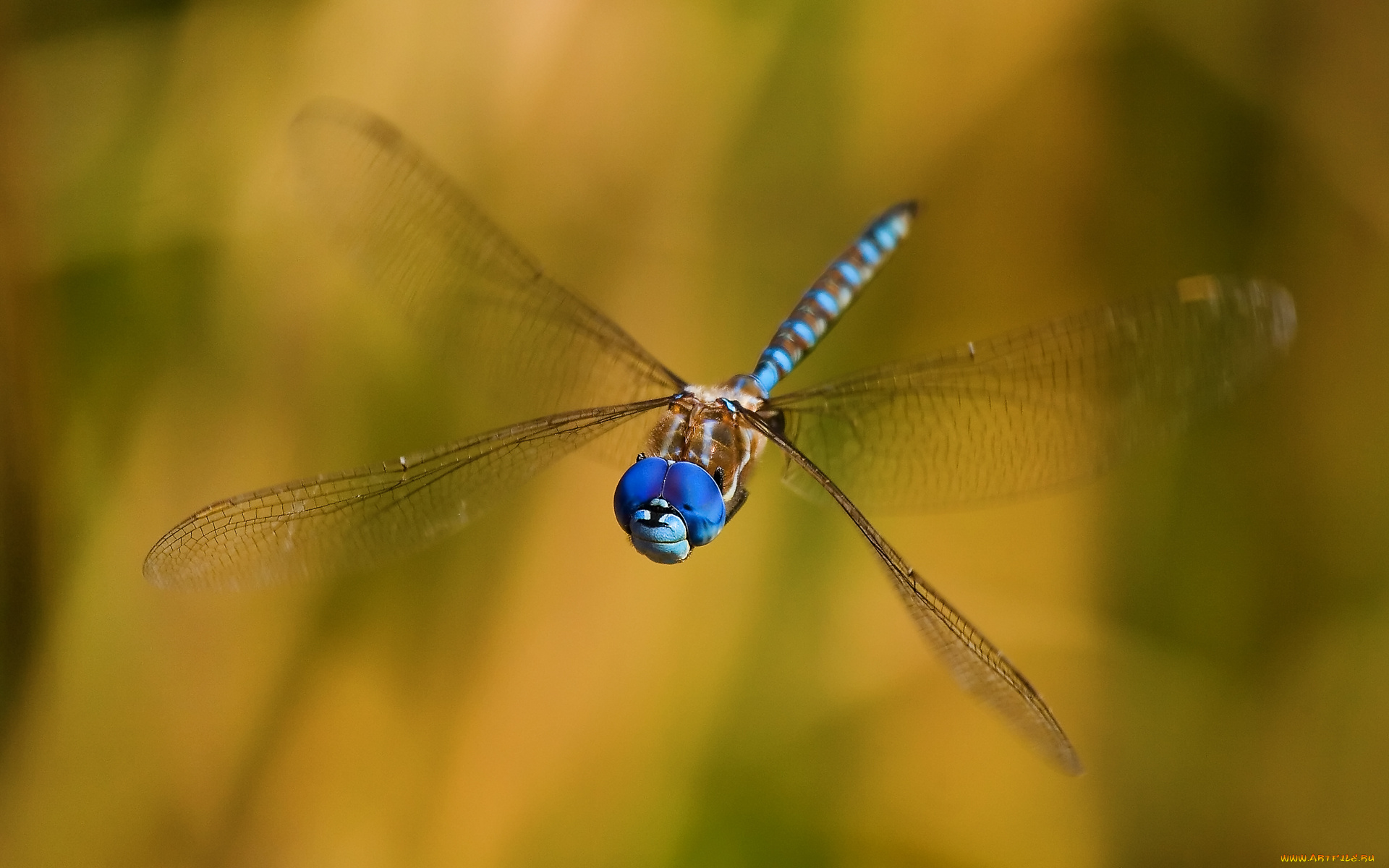 smiling, dragon, животные, стрекозы, стрекоза, висит