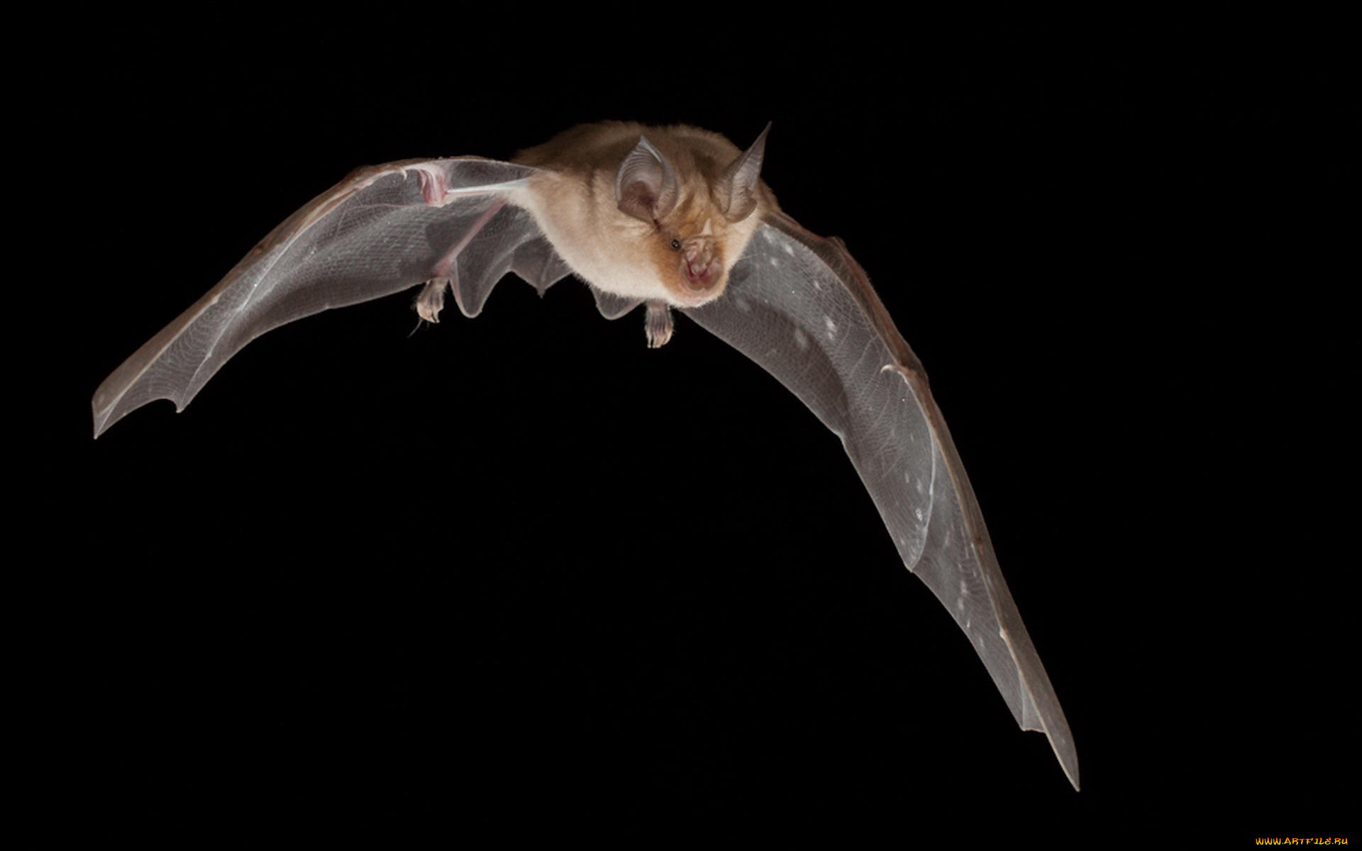 животные, летучие, мыши