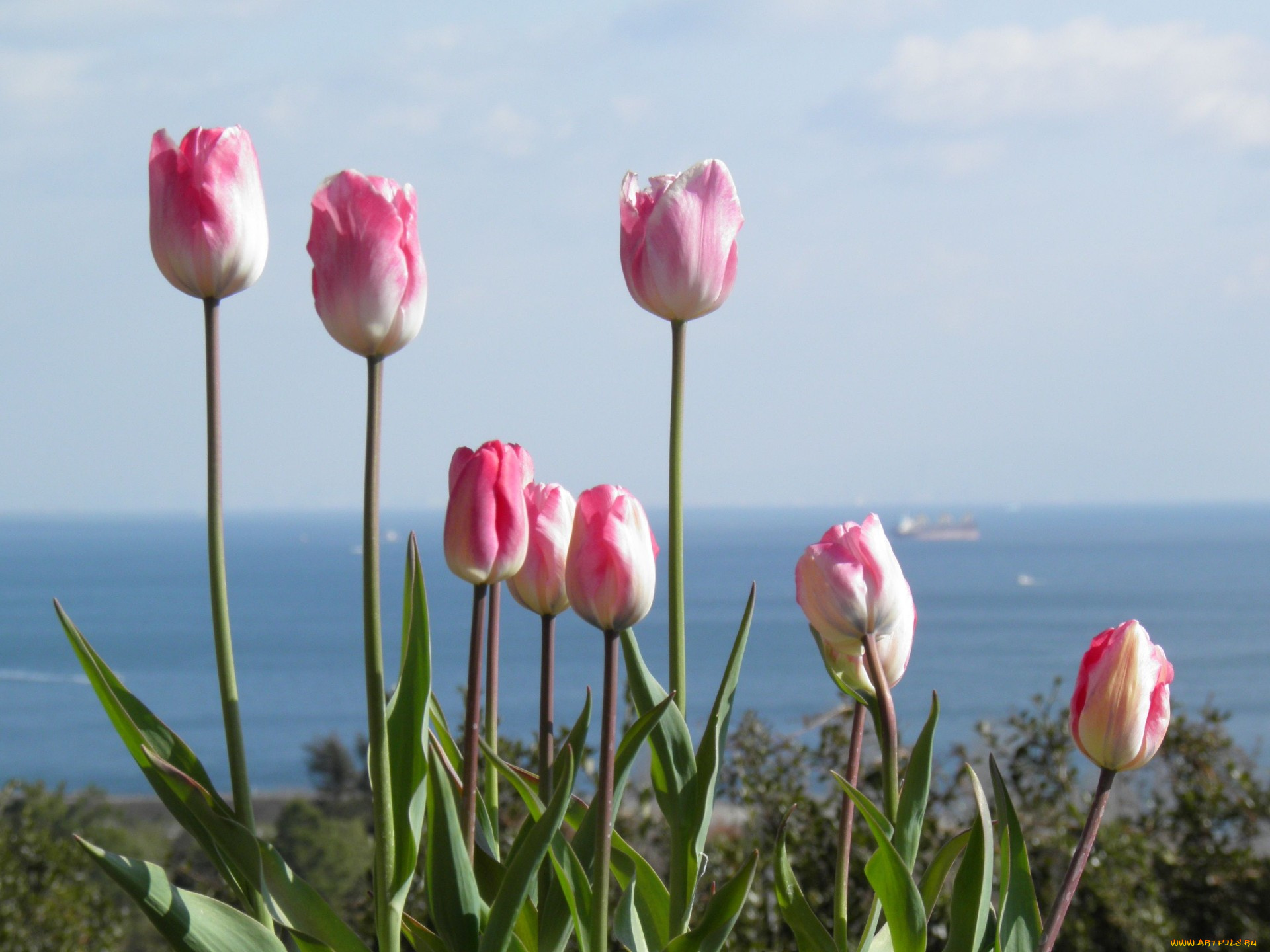 цветы, тюльпаны