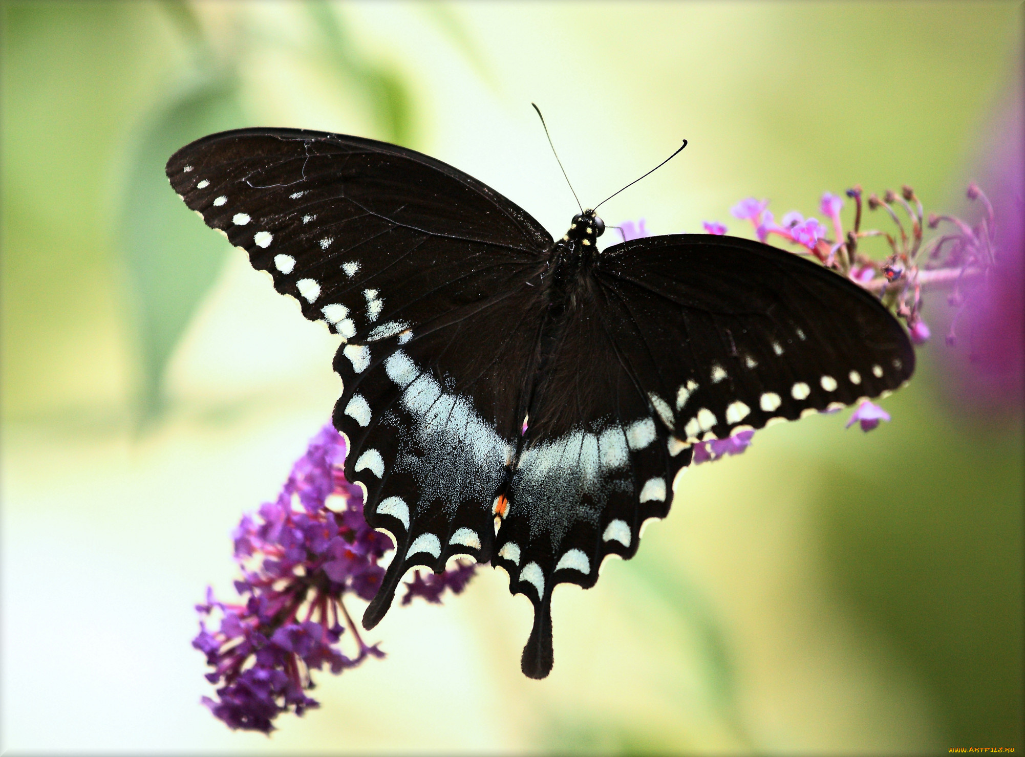 животные, бабочки, бабочка