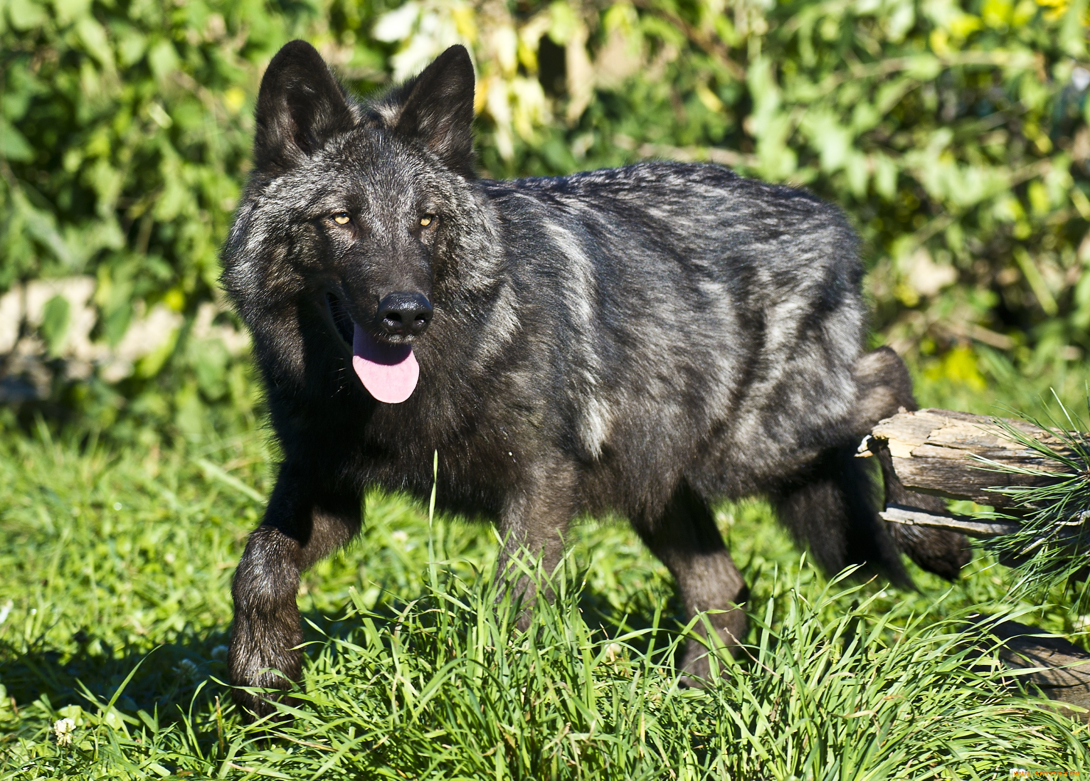 животные, волки, черный, хищник