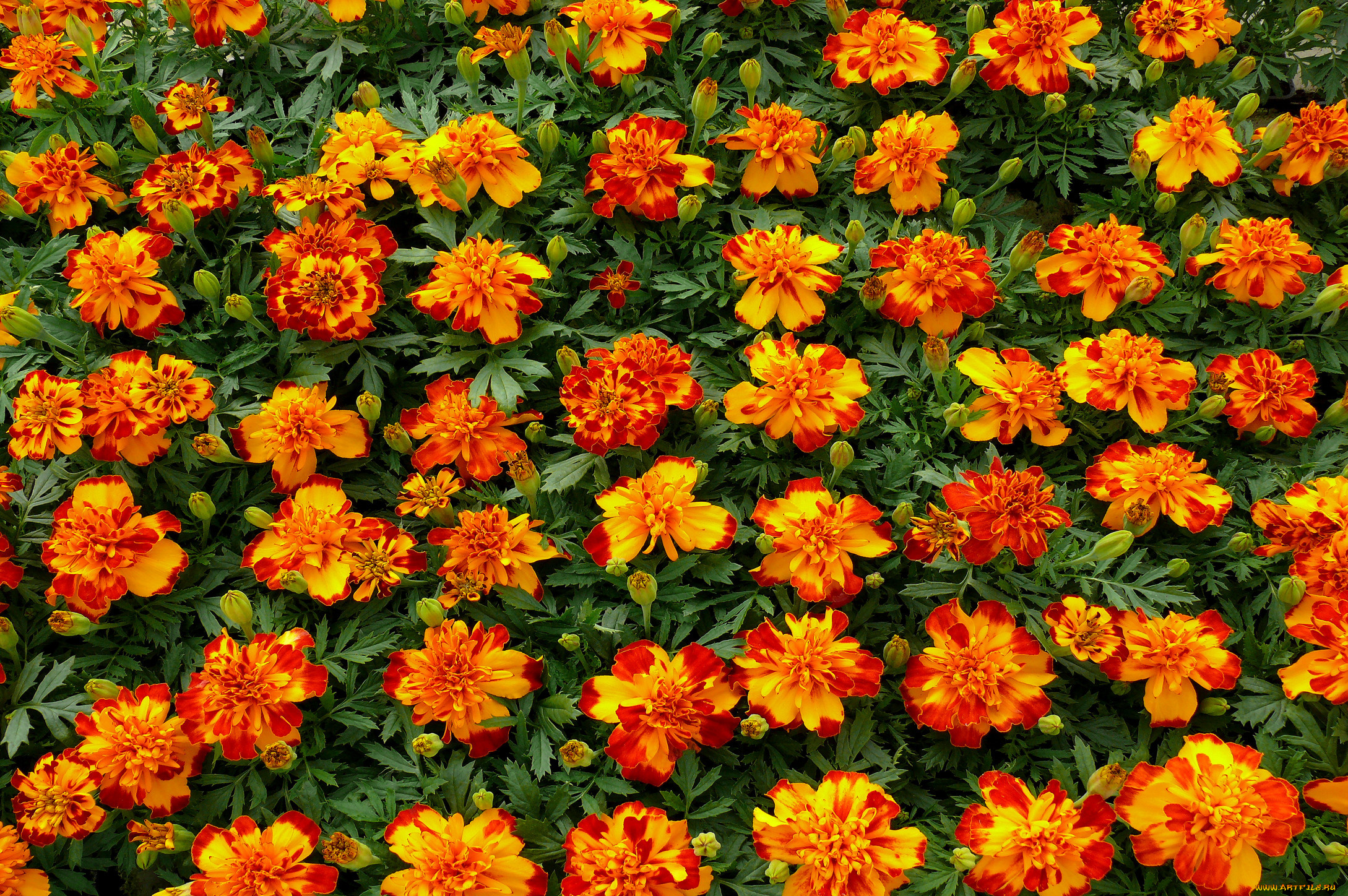 цветы, бархатцы, желтый, красный
