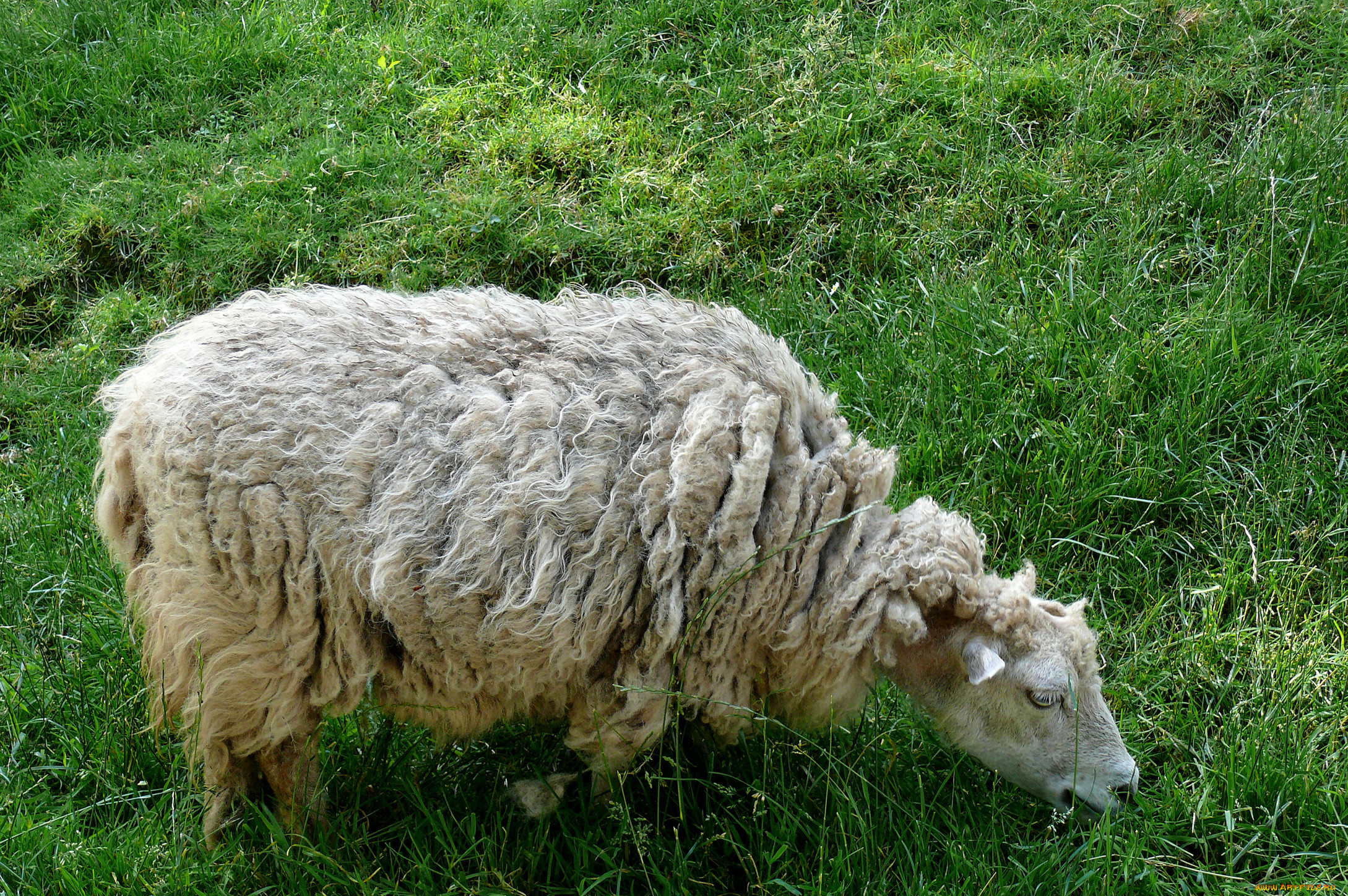 животные, овцы, бараны, овечка