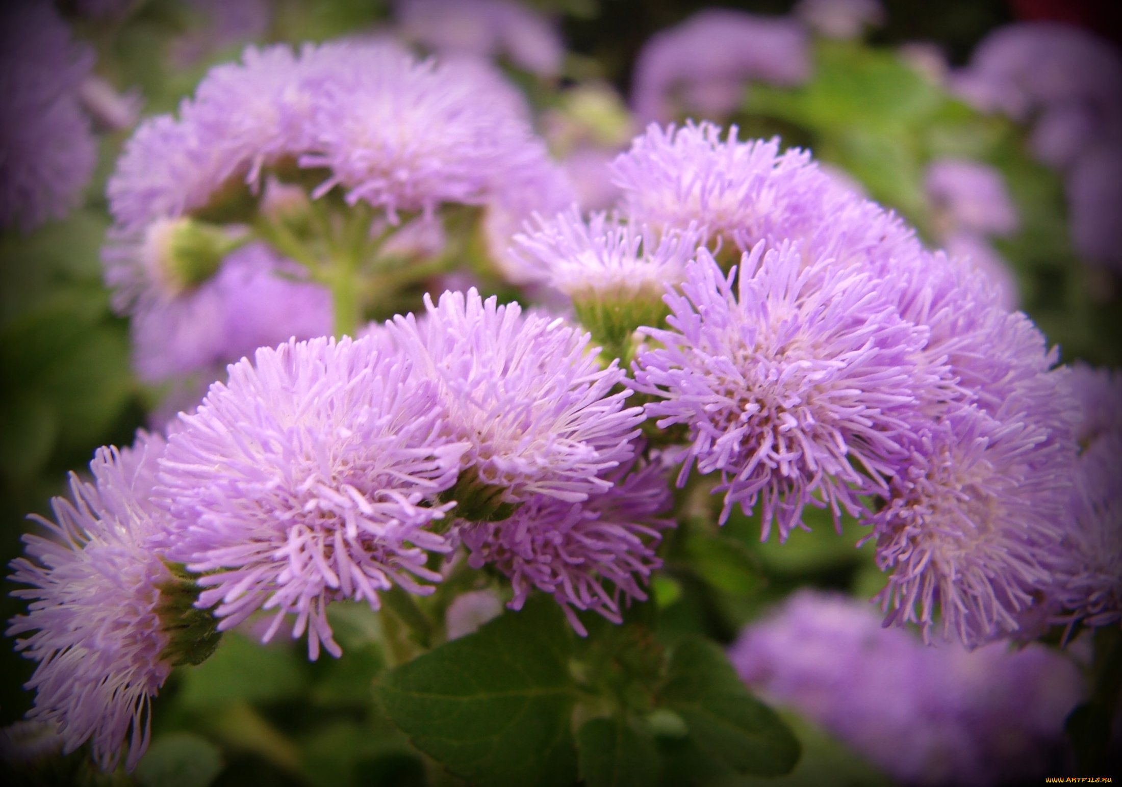 цветы, агератум, сиреневый, пушистый