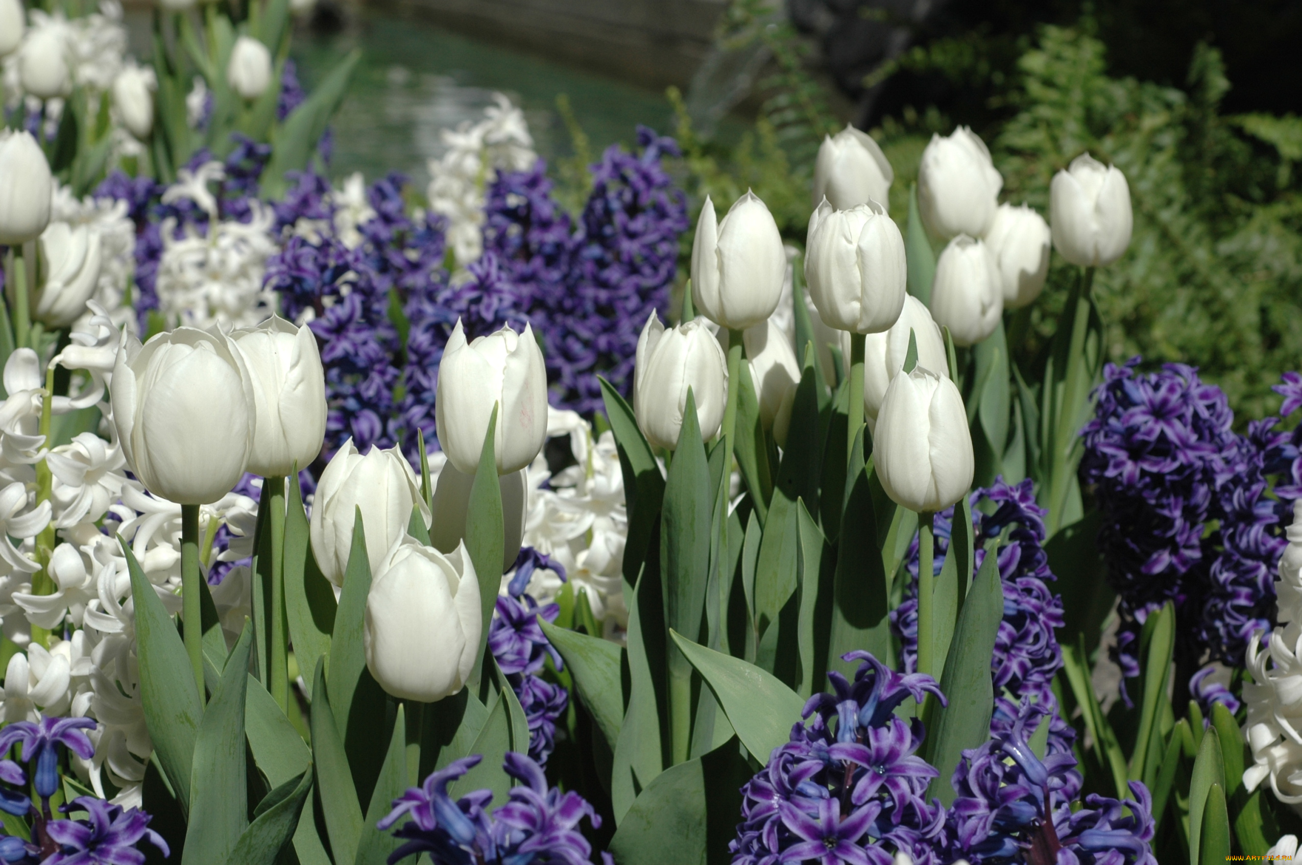 цветы, разные, вместе, тюльпаны, гиацинты