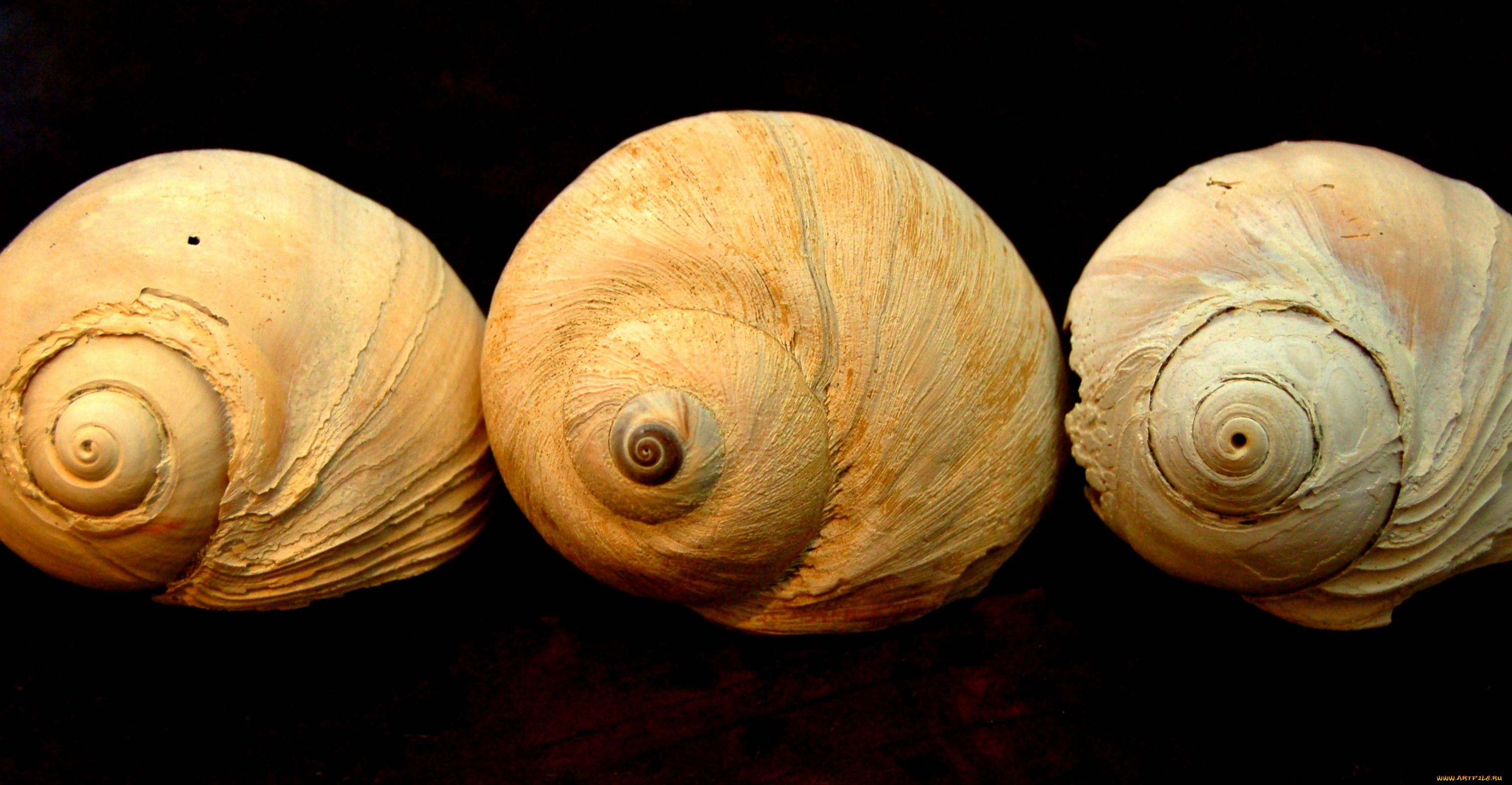 разное, ракушки, кораллы, декоративные, spa, камни