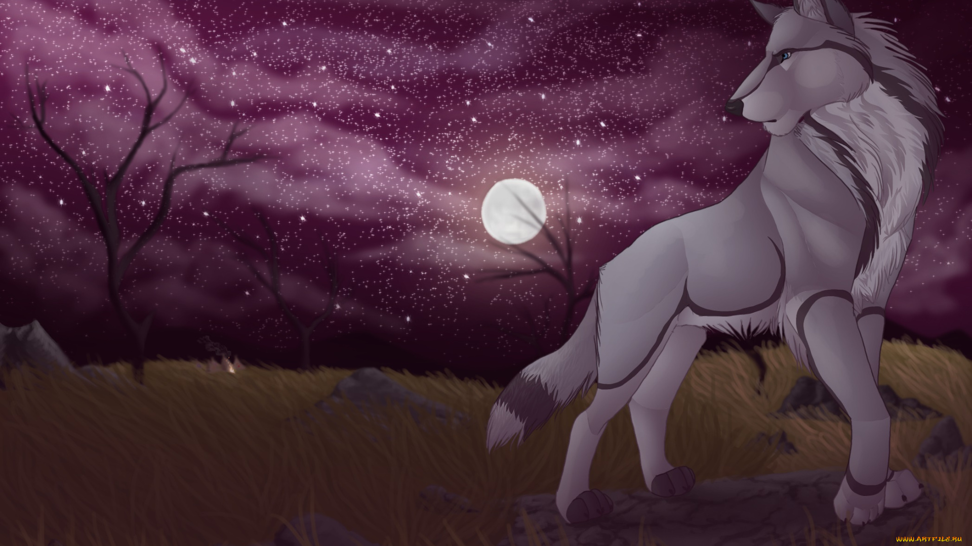 рисованное, животные, , собаки, собака, взгляд, фон, луна, звезды