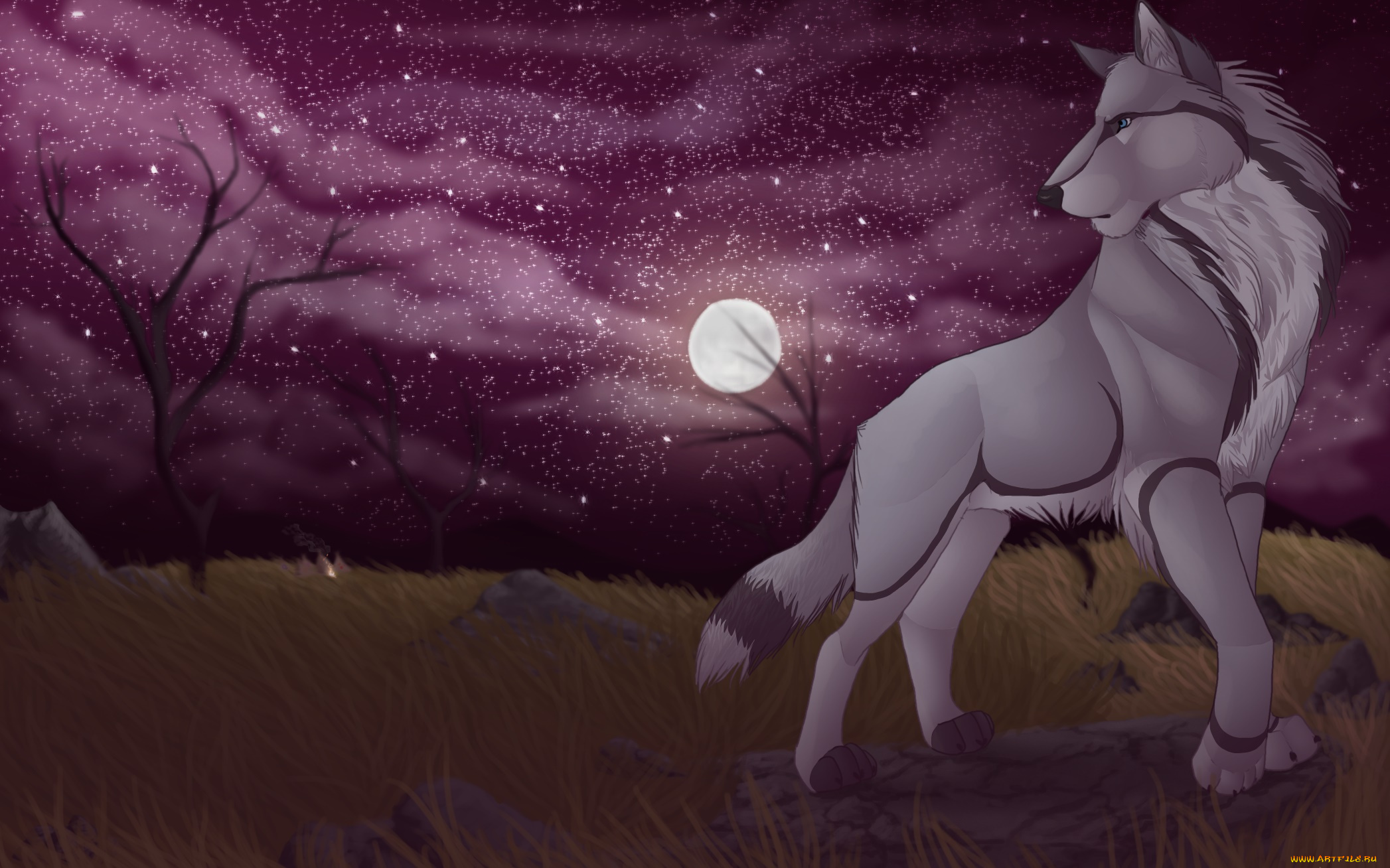 рисованное, животные, , собаки, собака, взгляд, фон, луна, звезды