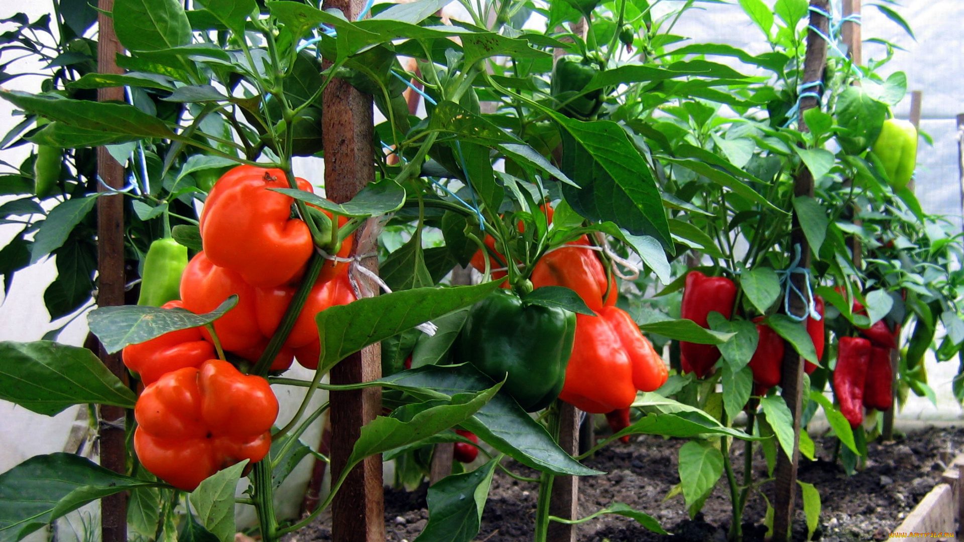 природа, плоды, перец