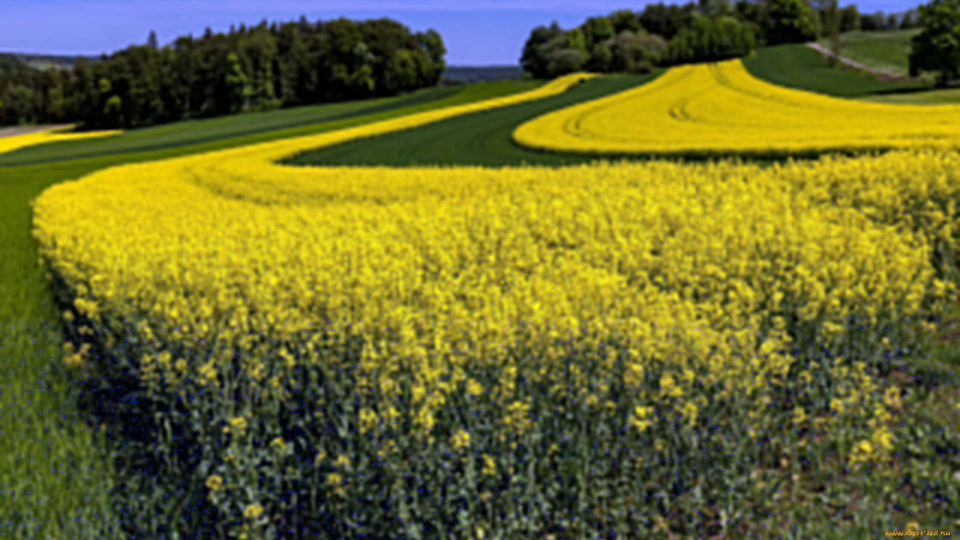 природа, поля, рапс