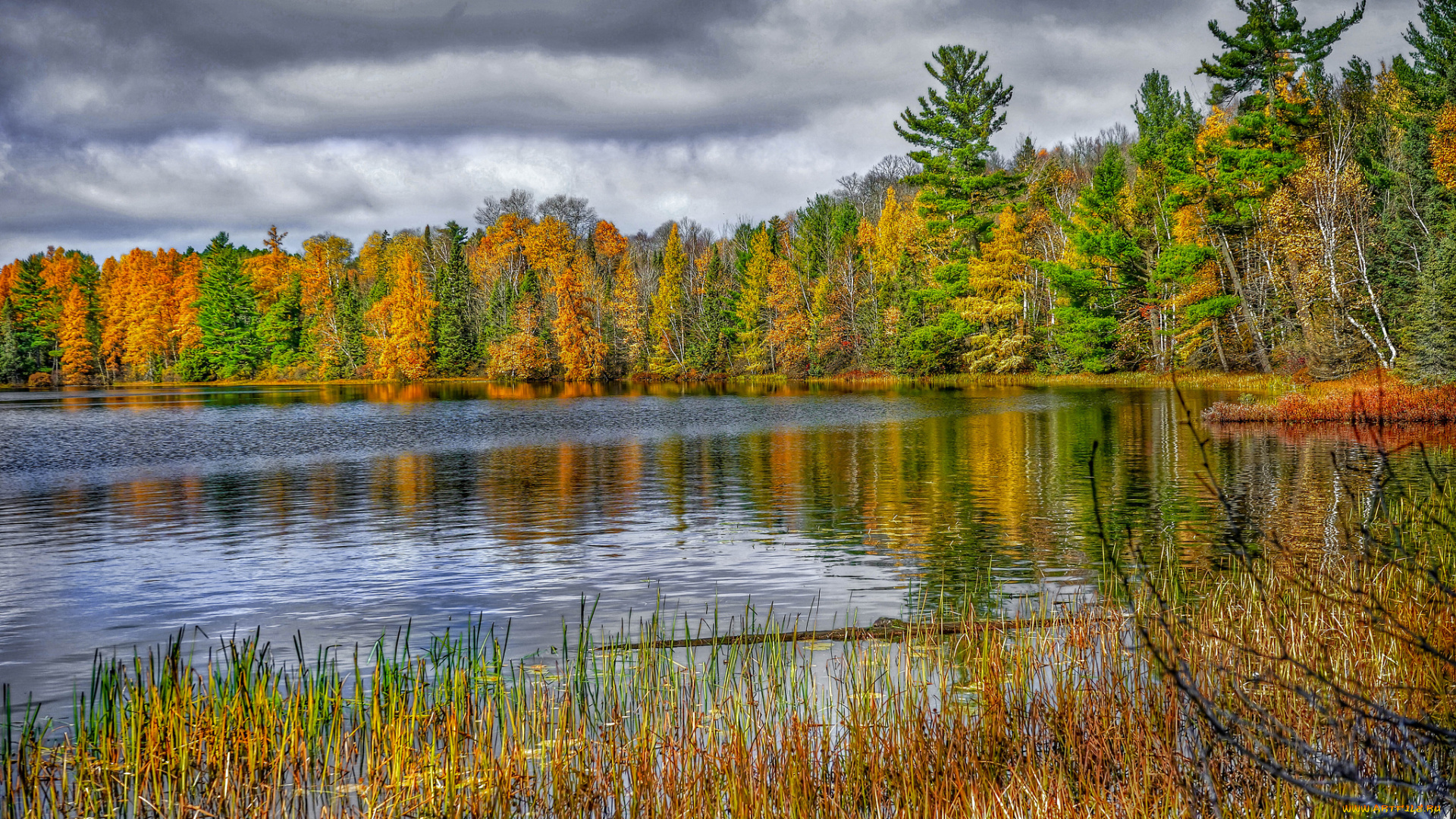 природа, реки, озера, лес, река