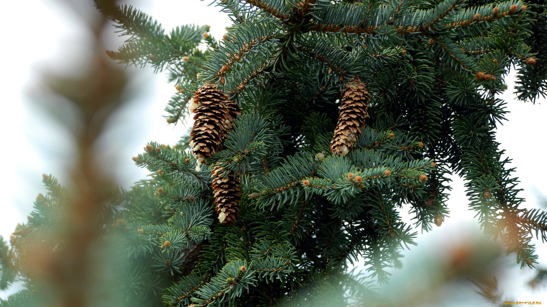 природа, шишки, , жёлуди, , каштаны, сосна