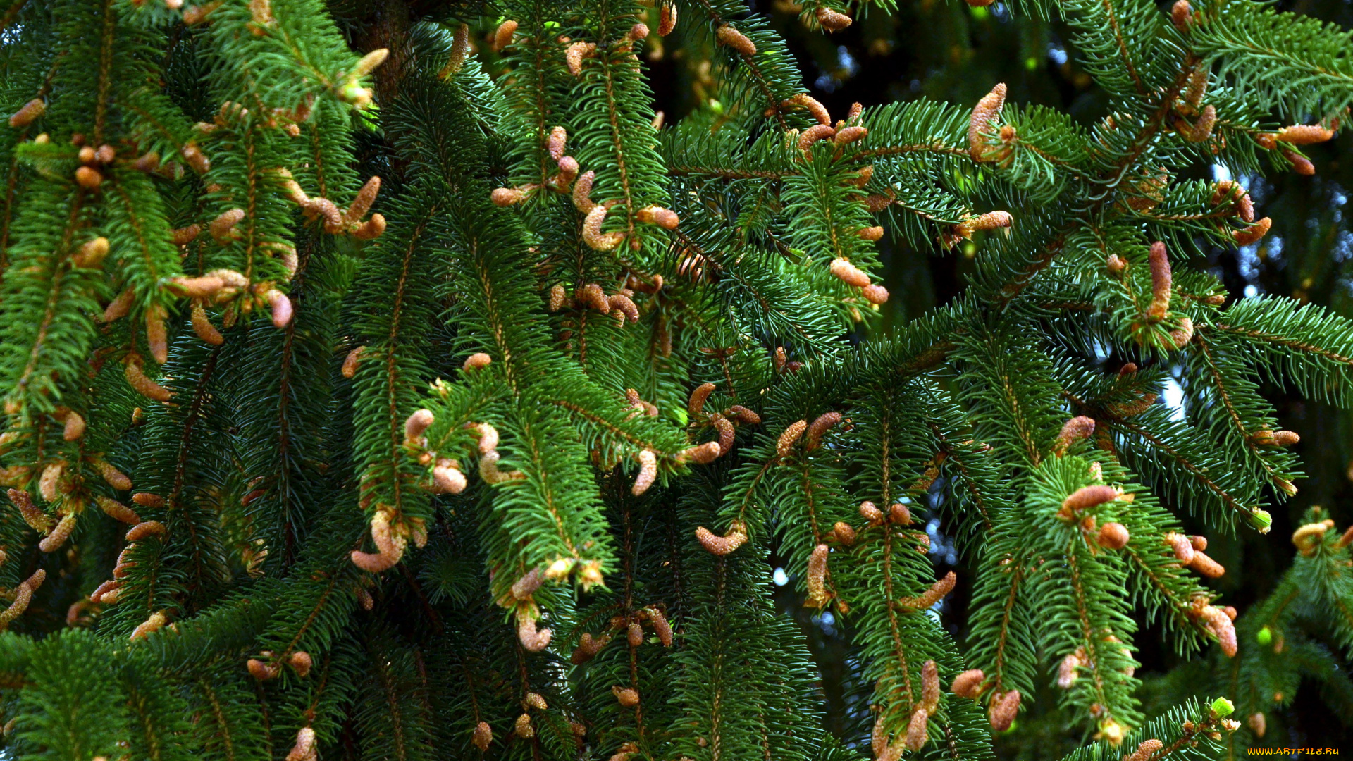 природа, шишки, , жёлуди, , каштаны, сосна, весна