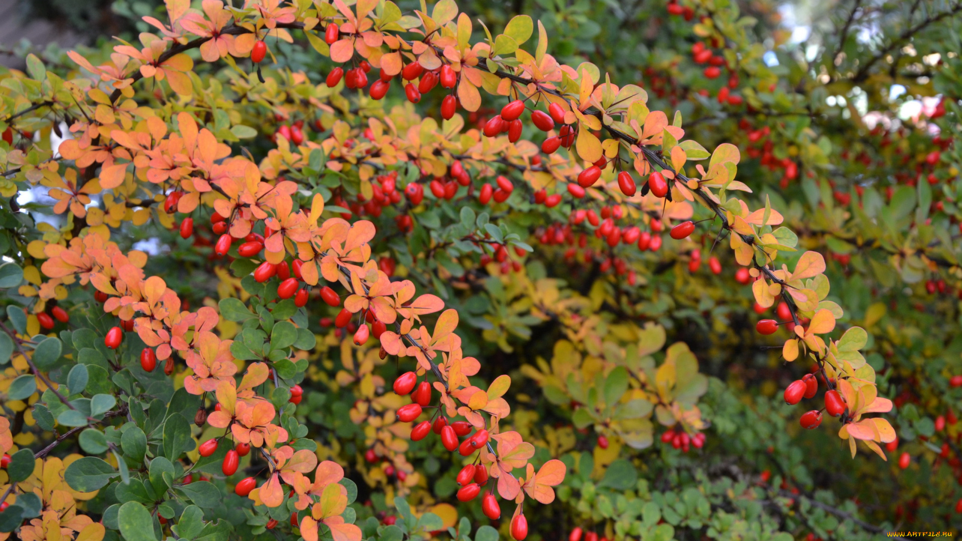 природа, Ягоды, осень, барбарис, ягоды