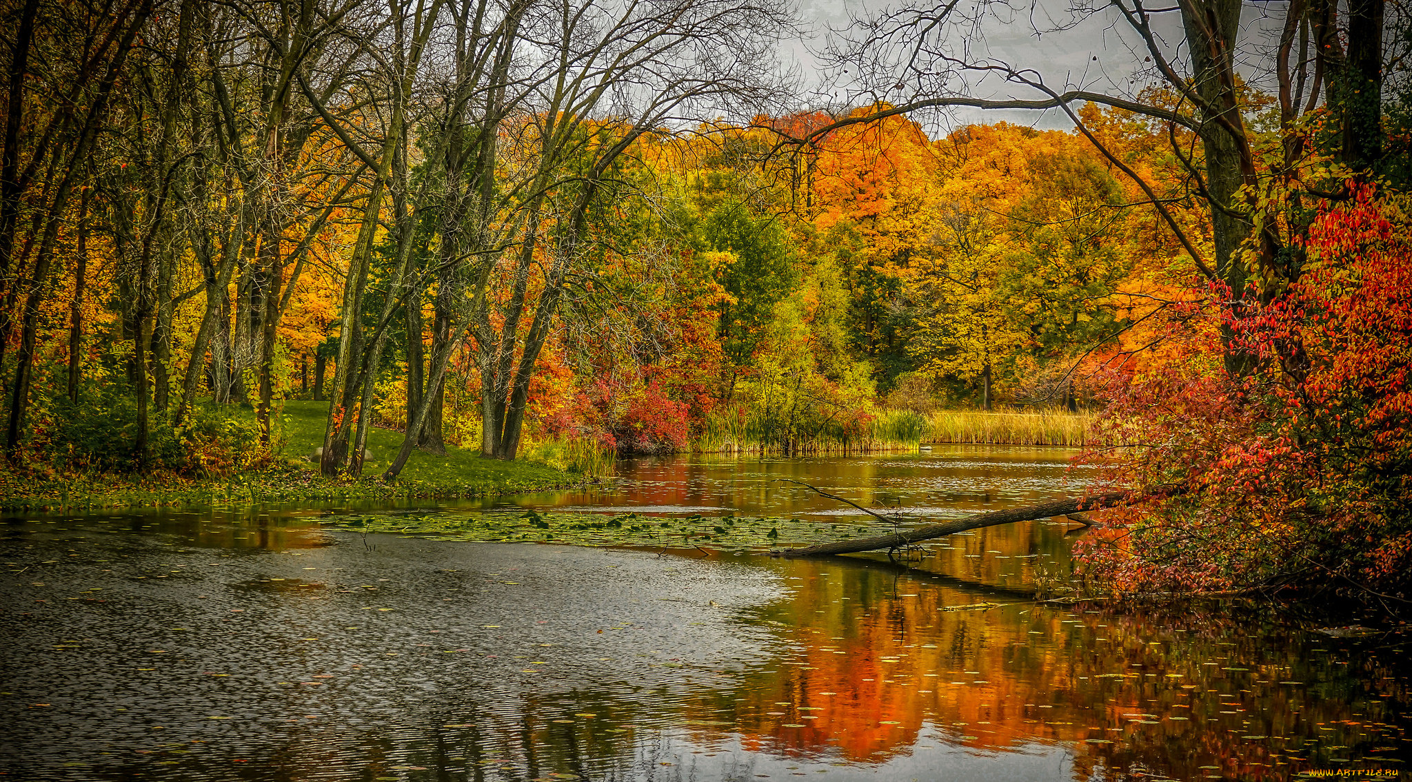 природа, реки, озера, лес, река