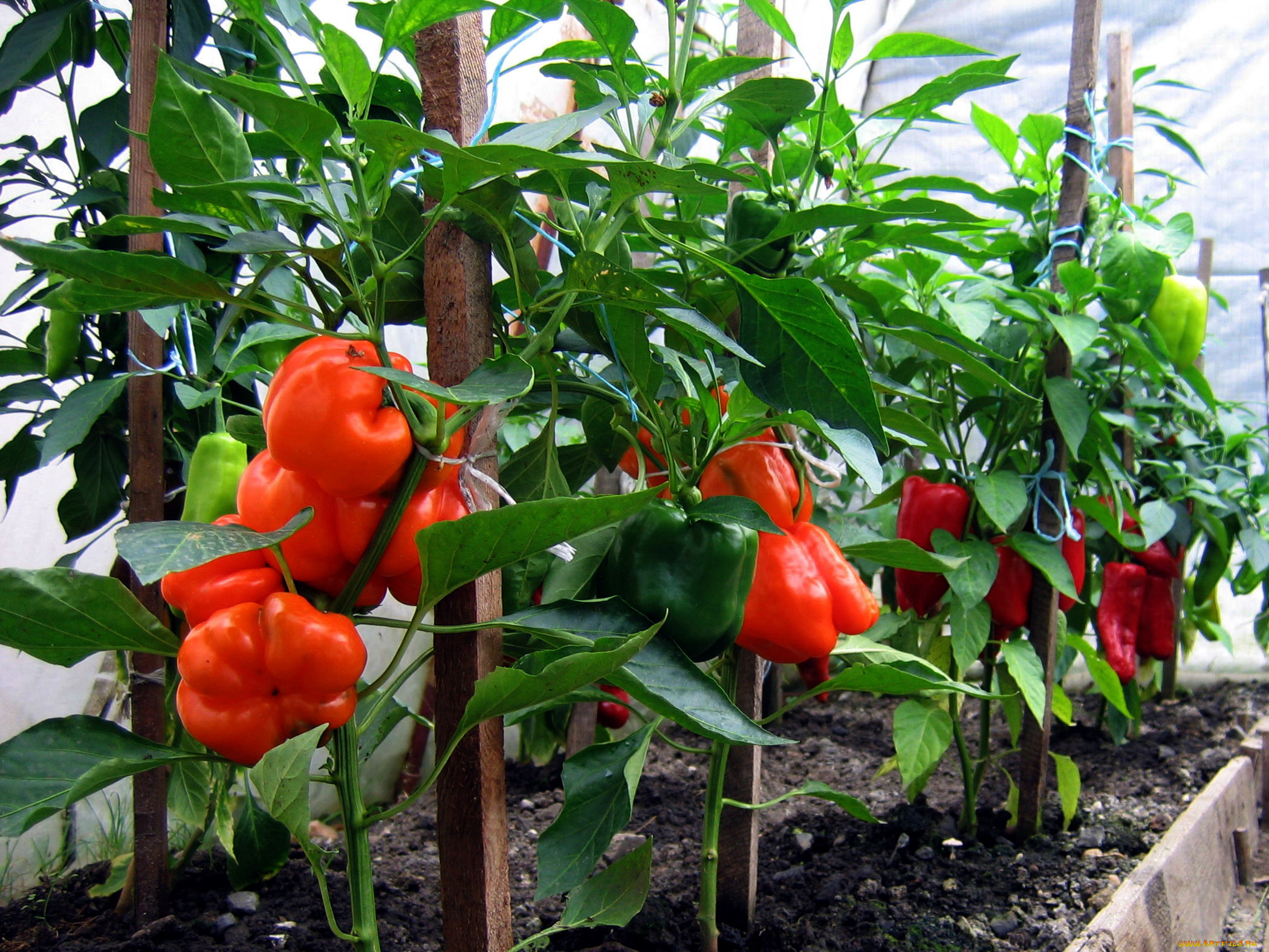 природа, плоды, перец