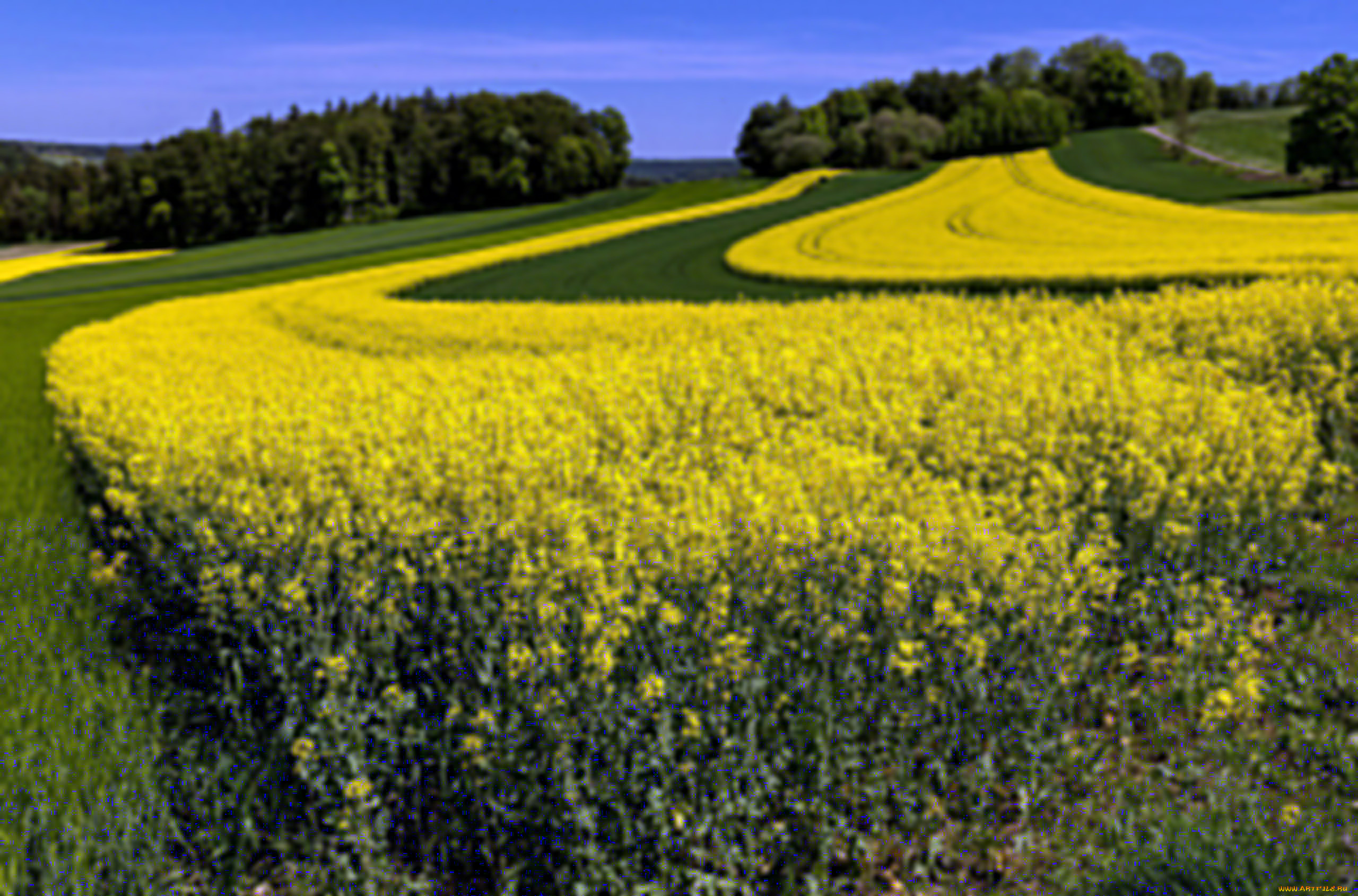 природа, поля, рапс