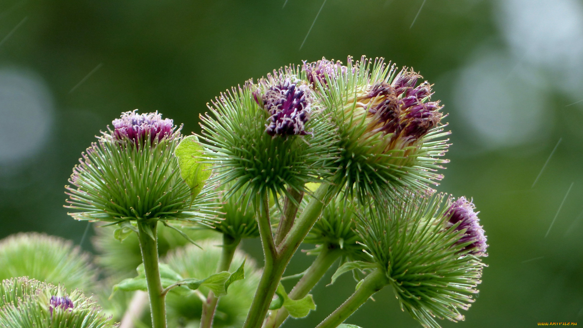 цветы, цветок