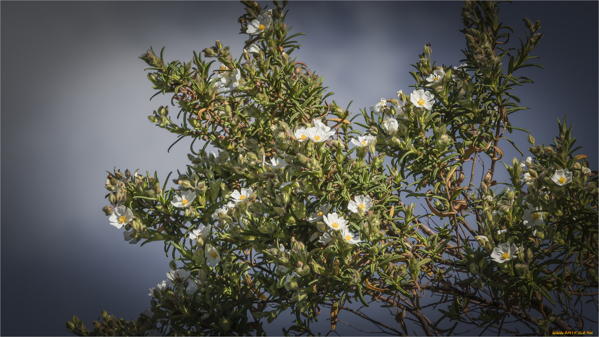 цветы, цветущие, деревья, , , кустарники, цветок