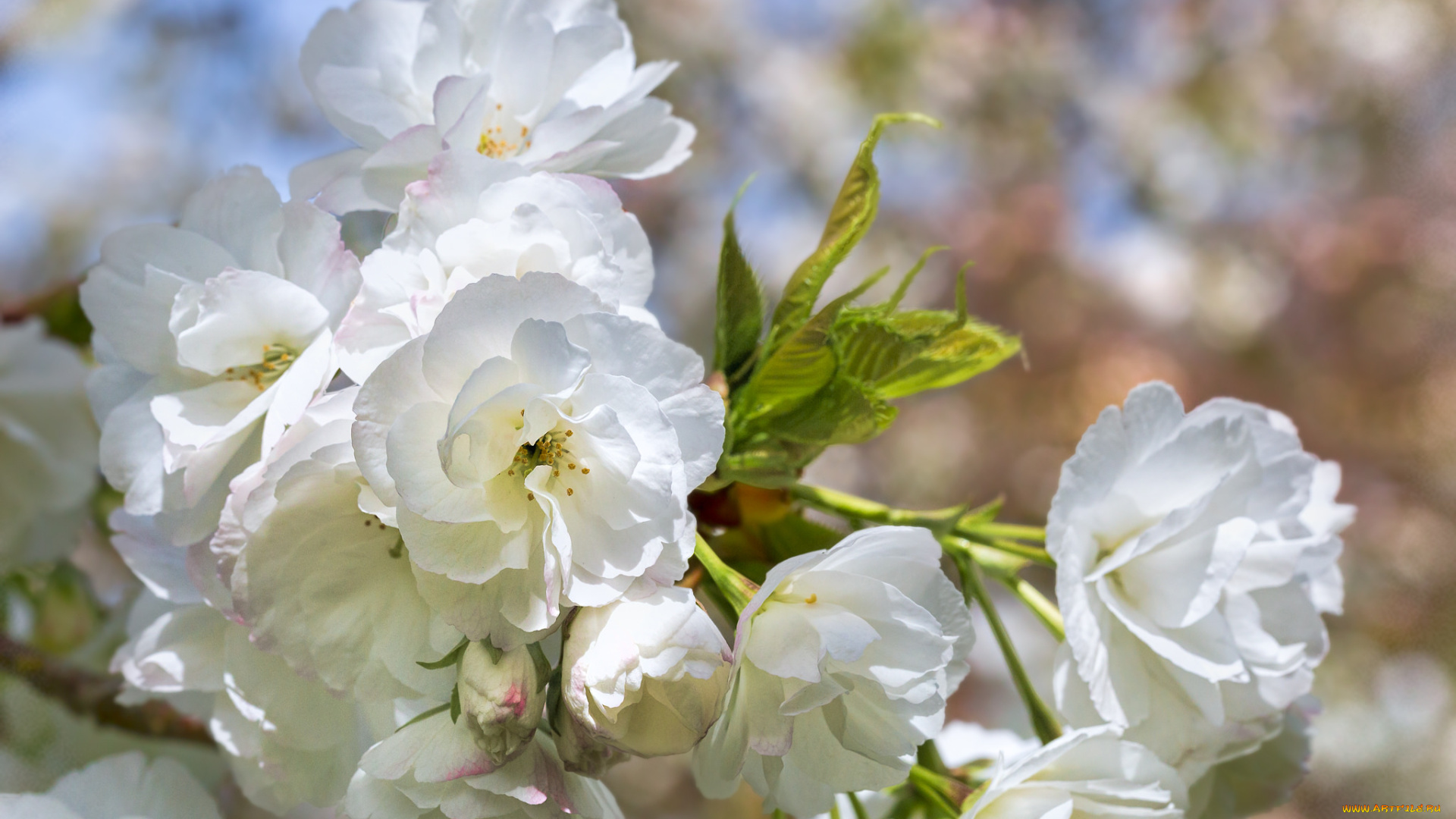цветы, цветущие, деревья, , , кустарники, яблони, flowers, branch, leaves, apple, ветка, листья