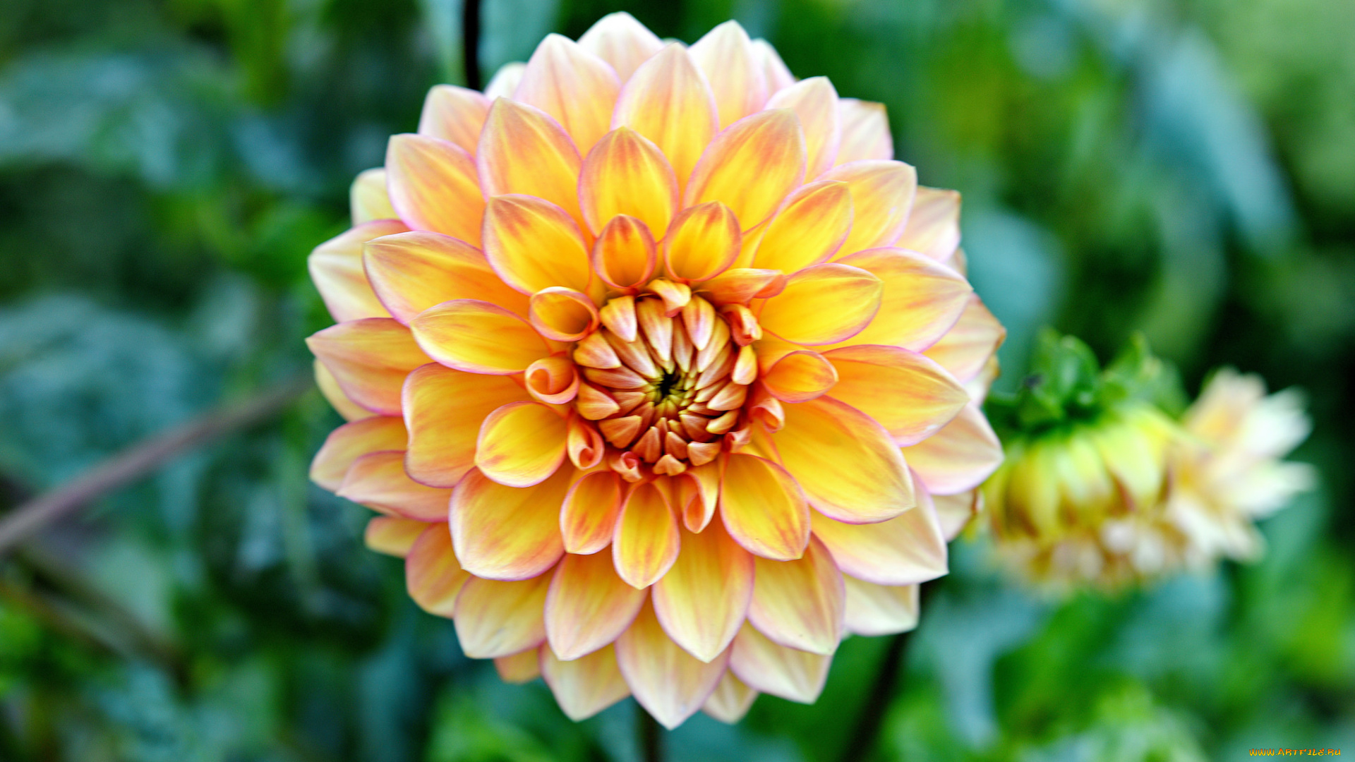 цветы, георгины, цветок