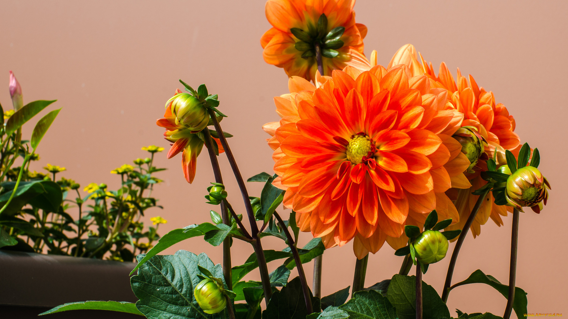 цветы, георгины, цветок