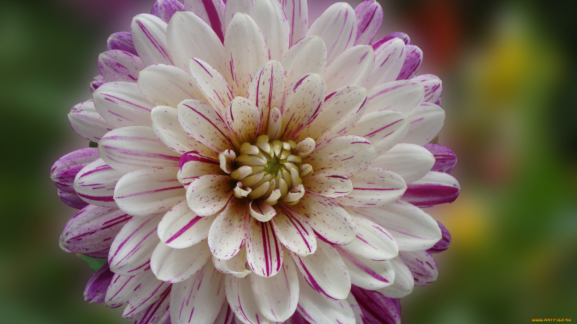 цветы, георгины, цветок