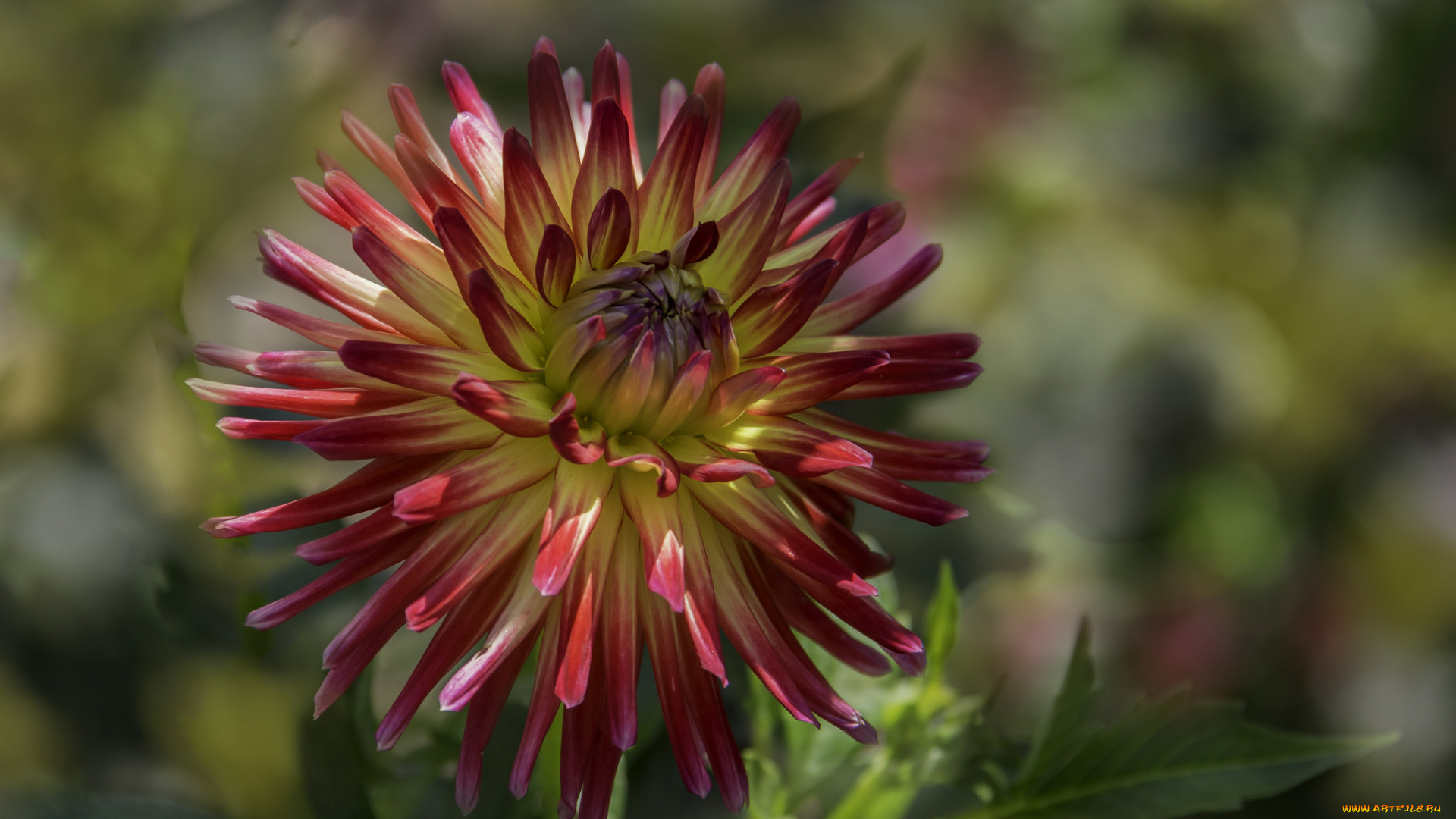 цветы, георгины, цветок