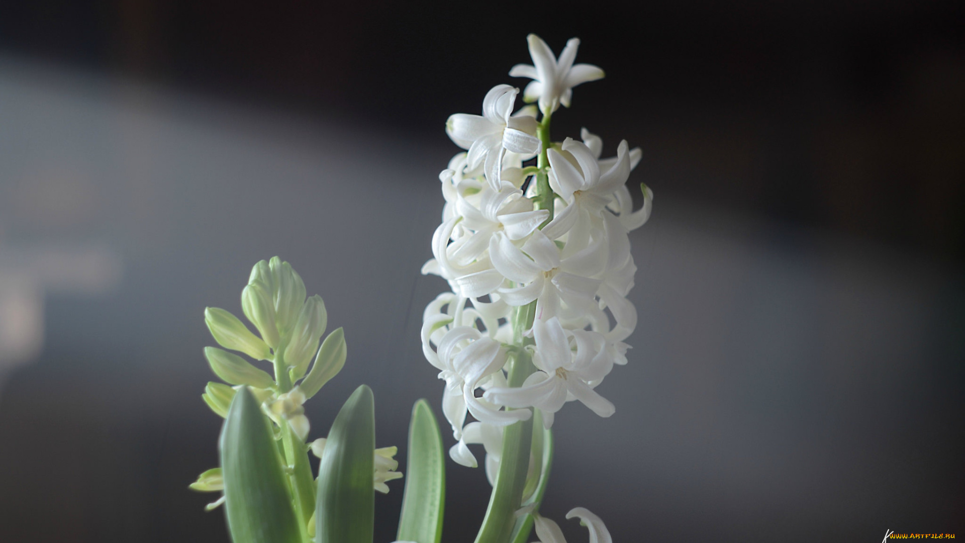 цветы, гиацинты, цветок, цветочки, белый, гиацинт
