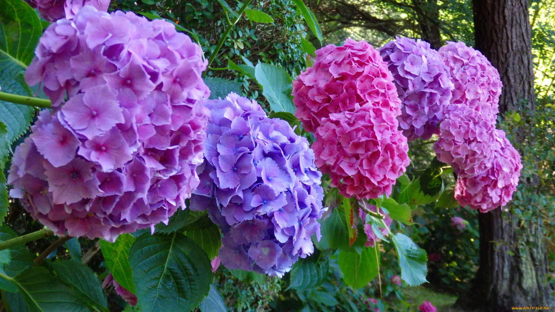 цветы, гортензия, цветок