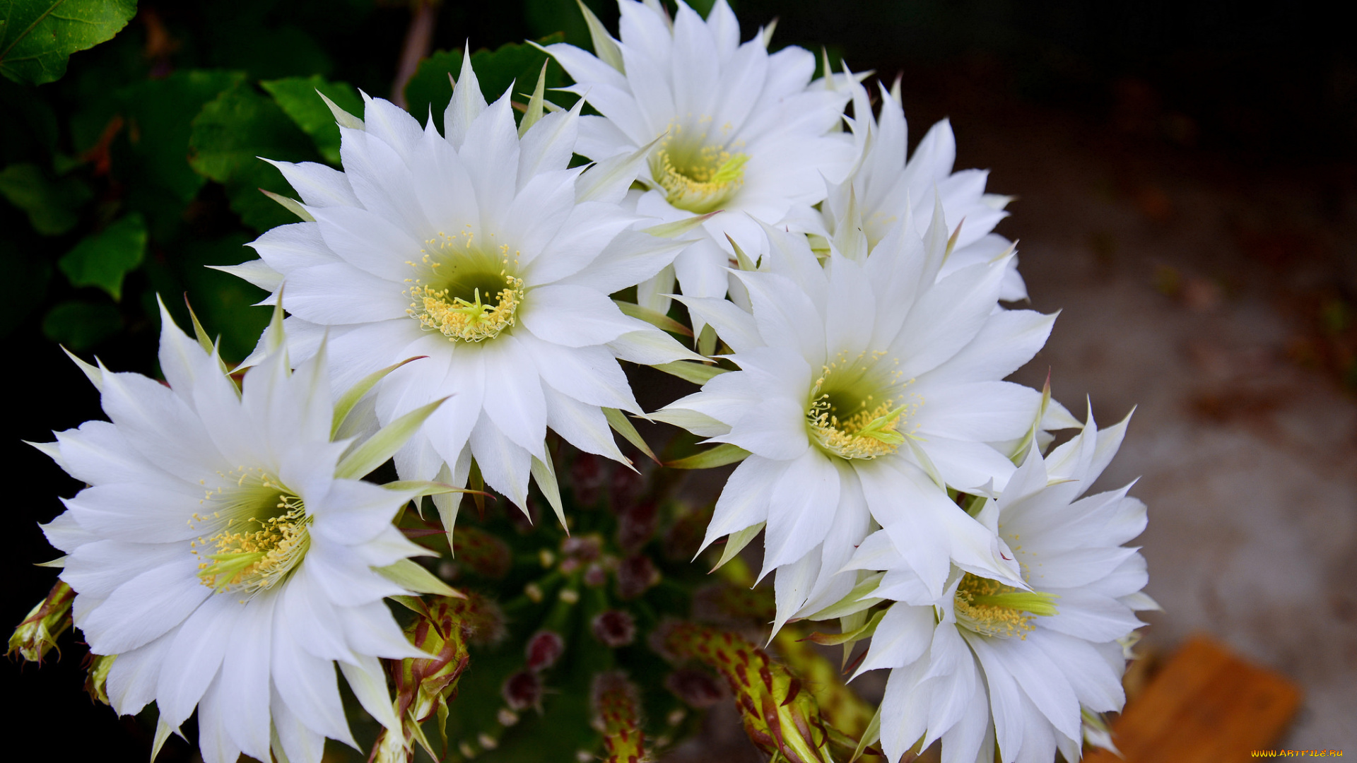 цветы, кактусы, цветок