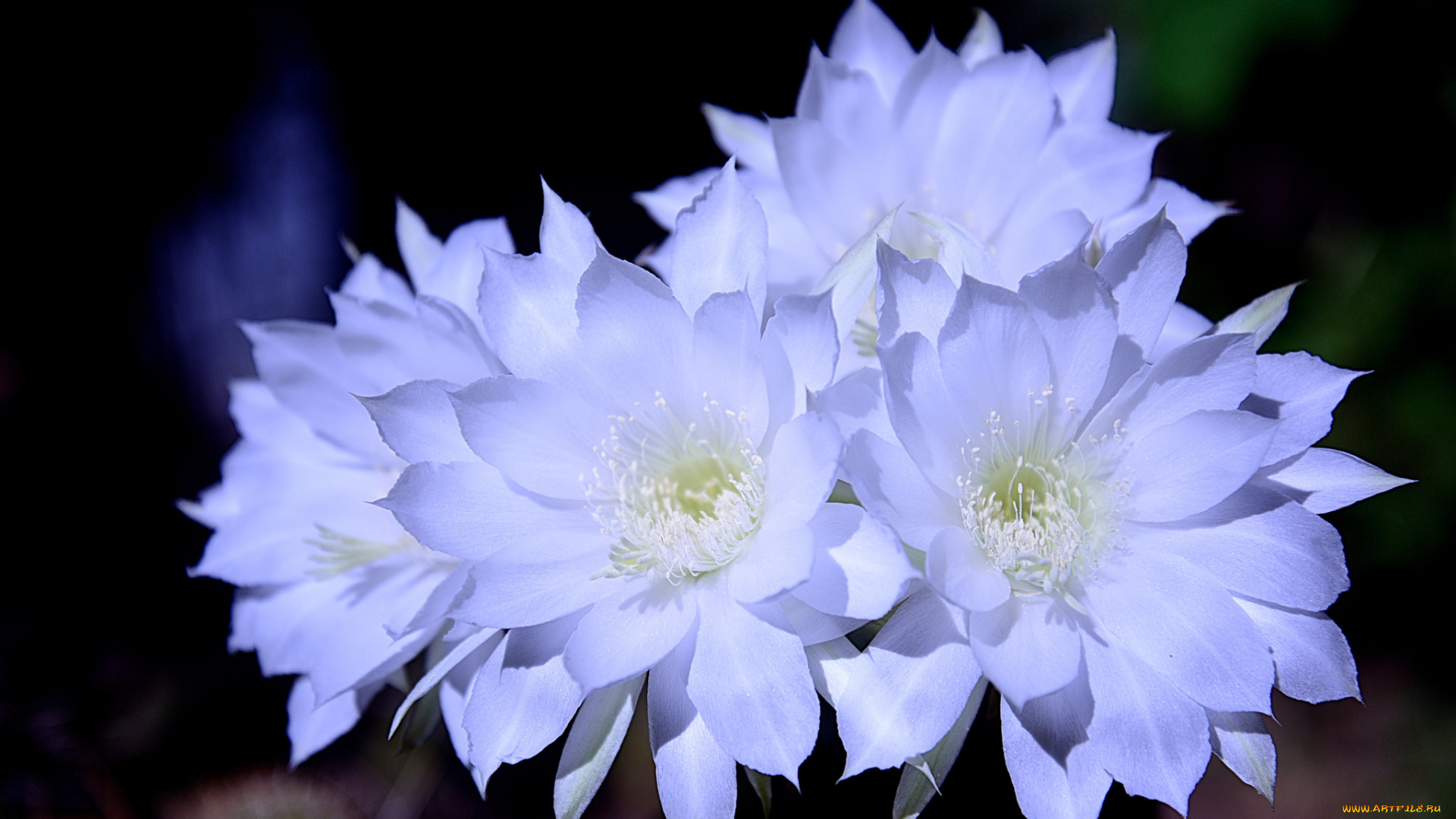 цветы, кактусы, цветок