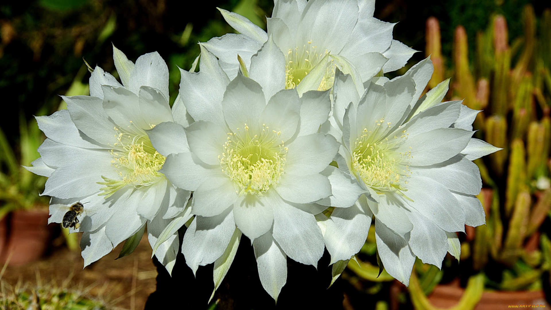 цветы, кактусы, цветок