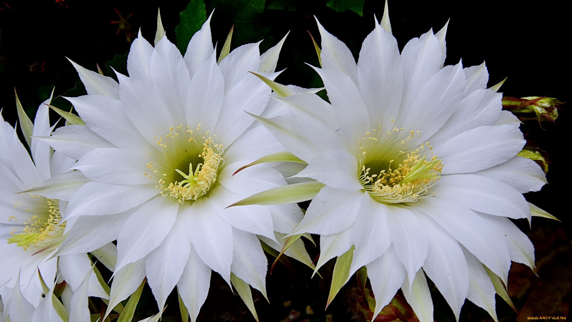 цветы, кактусы, цветок