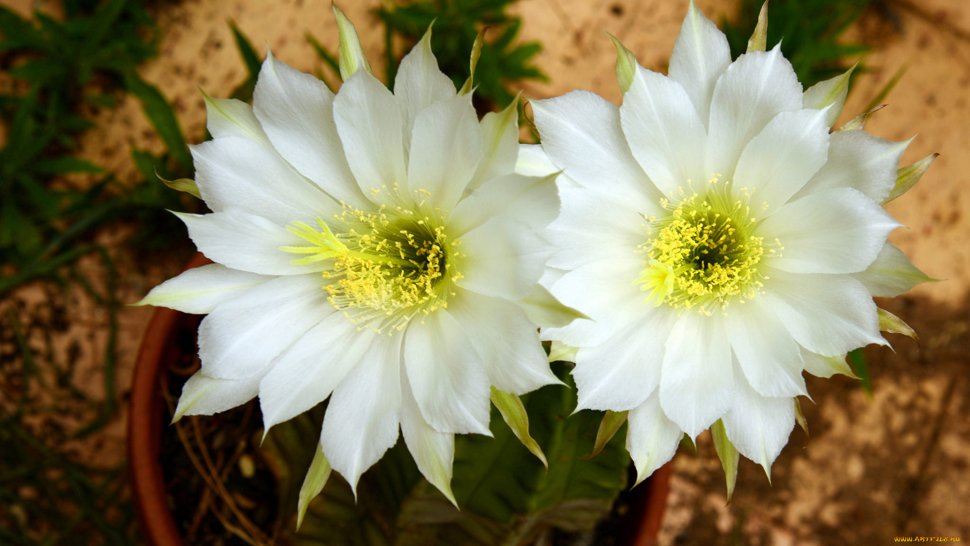 цветы, кактусы, цветок