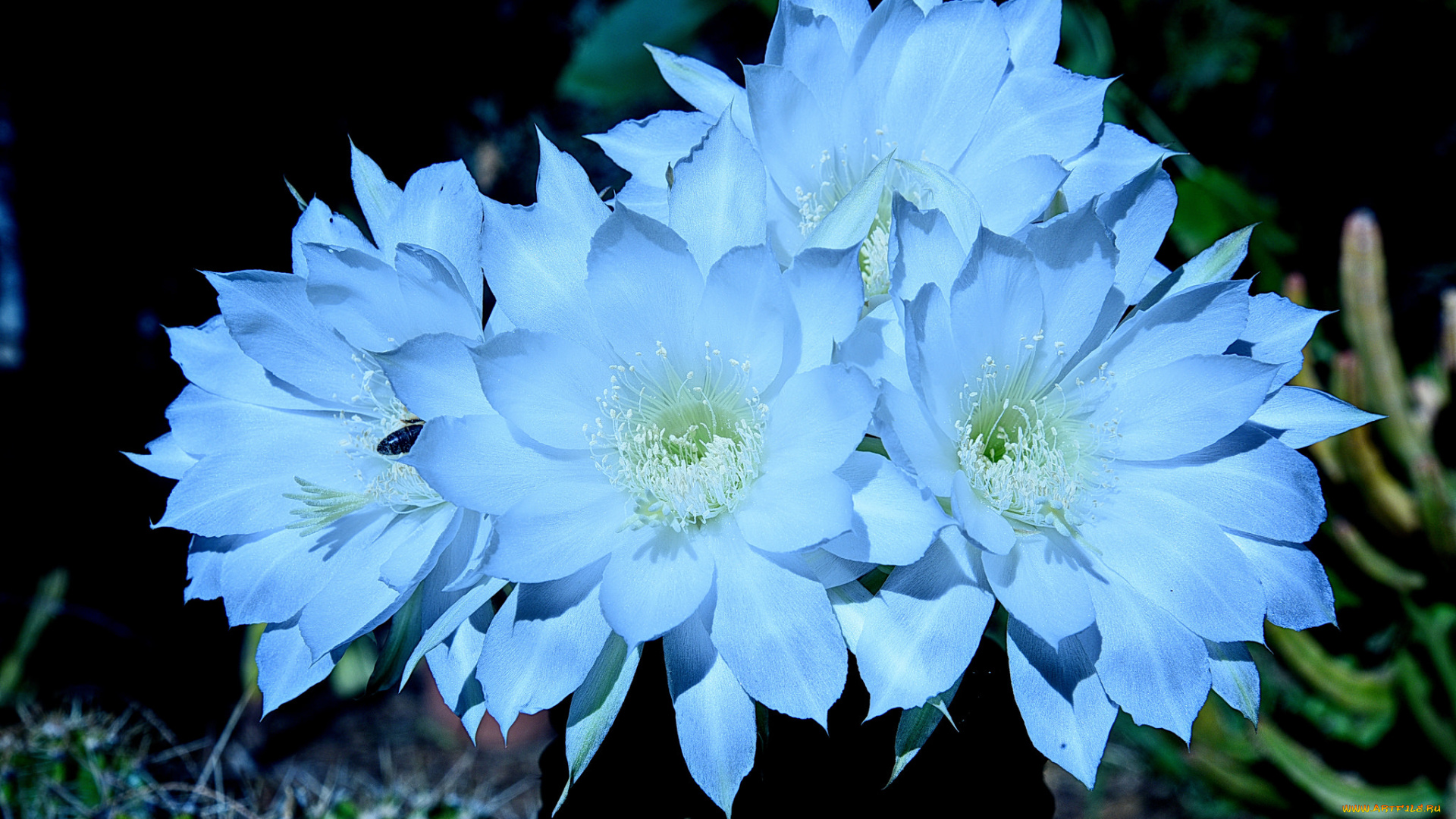 цветы, кактусы, цветок