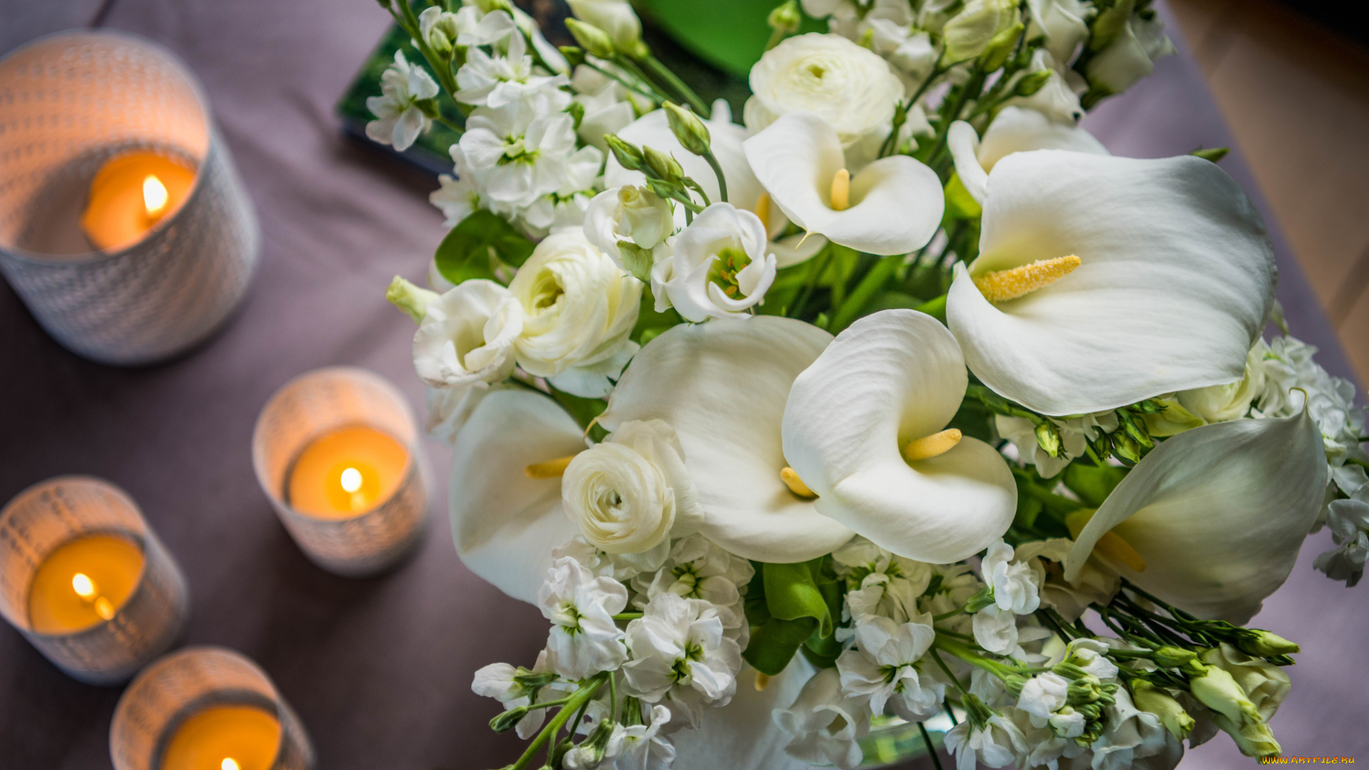 цветы, каллы, цветок