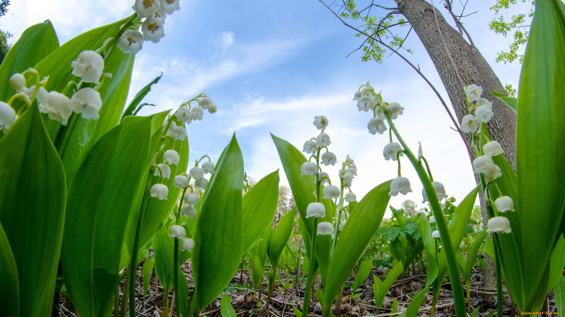 цветы, ландыши, цветок