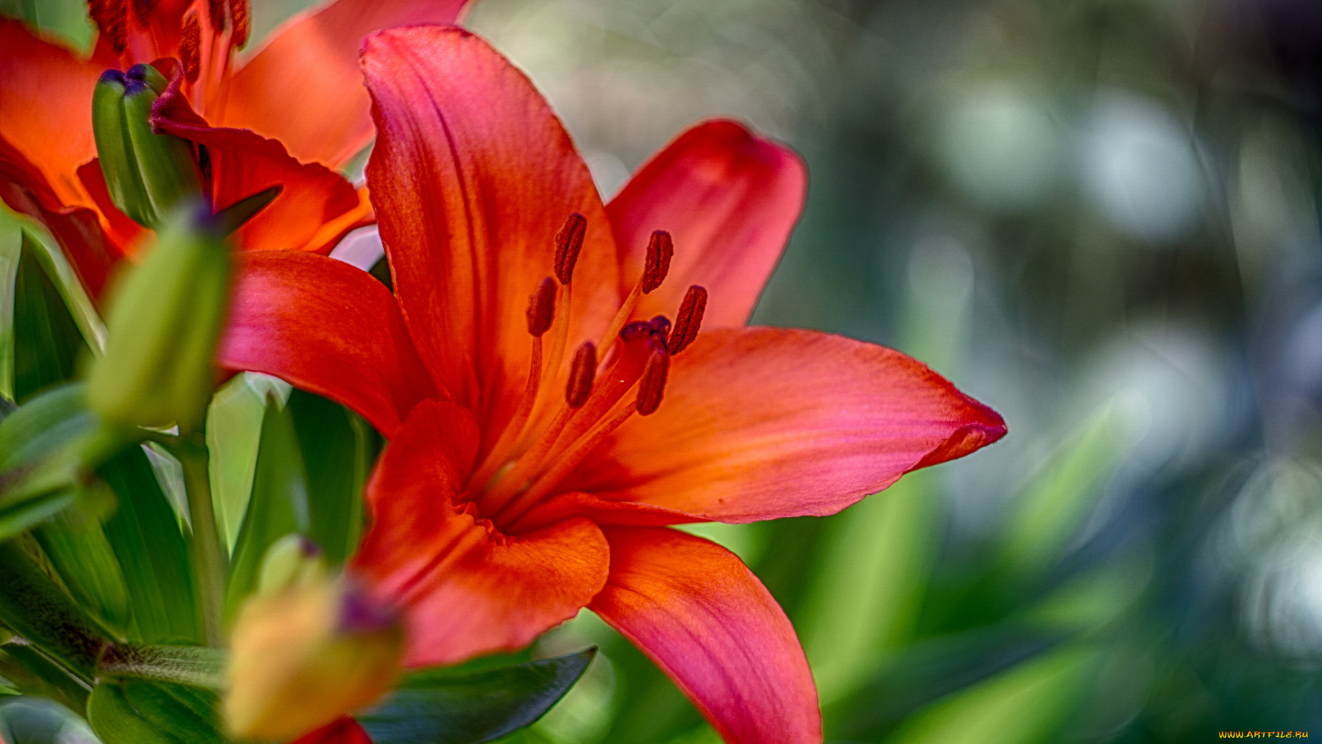 цветы, лилии, , лилейники, цветок