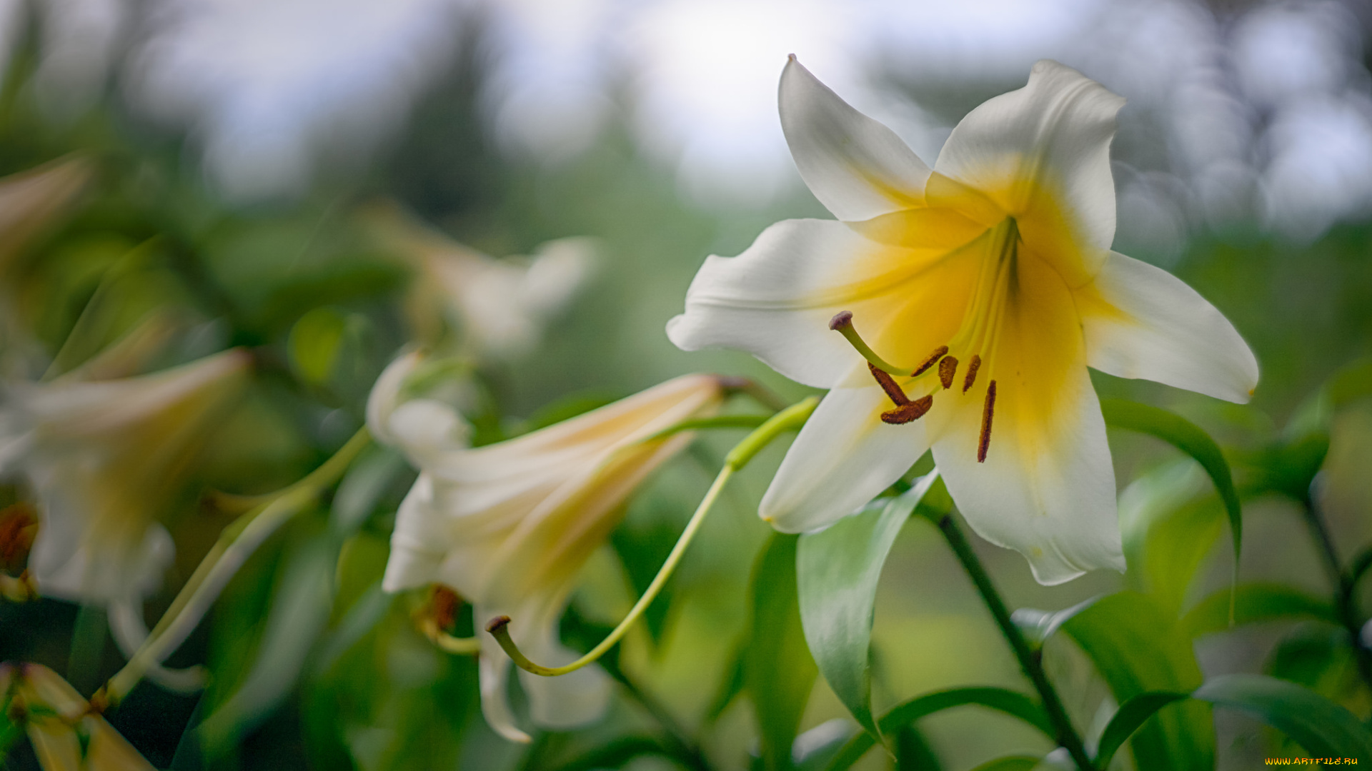 цветы, лилии, , лилейники, цветок