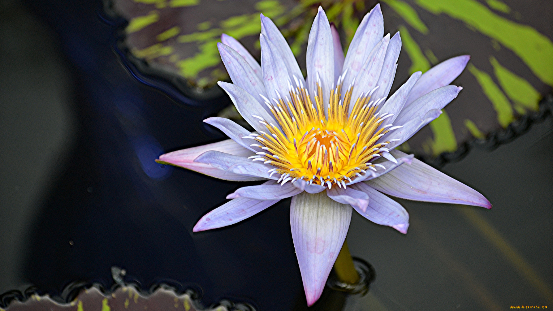 цветы, лилии, водяные, , нимфеи, , кувшинки, цветок