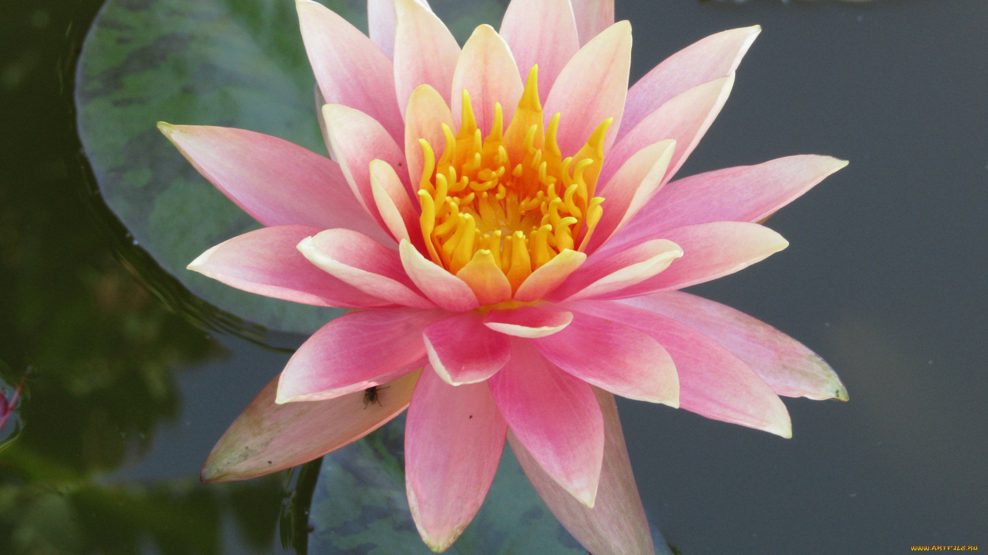 цветы, лилии, водяные, , нимфеи, , кувшинки, цветок