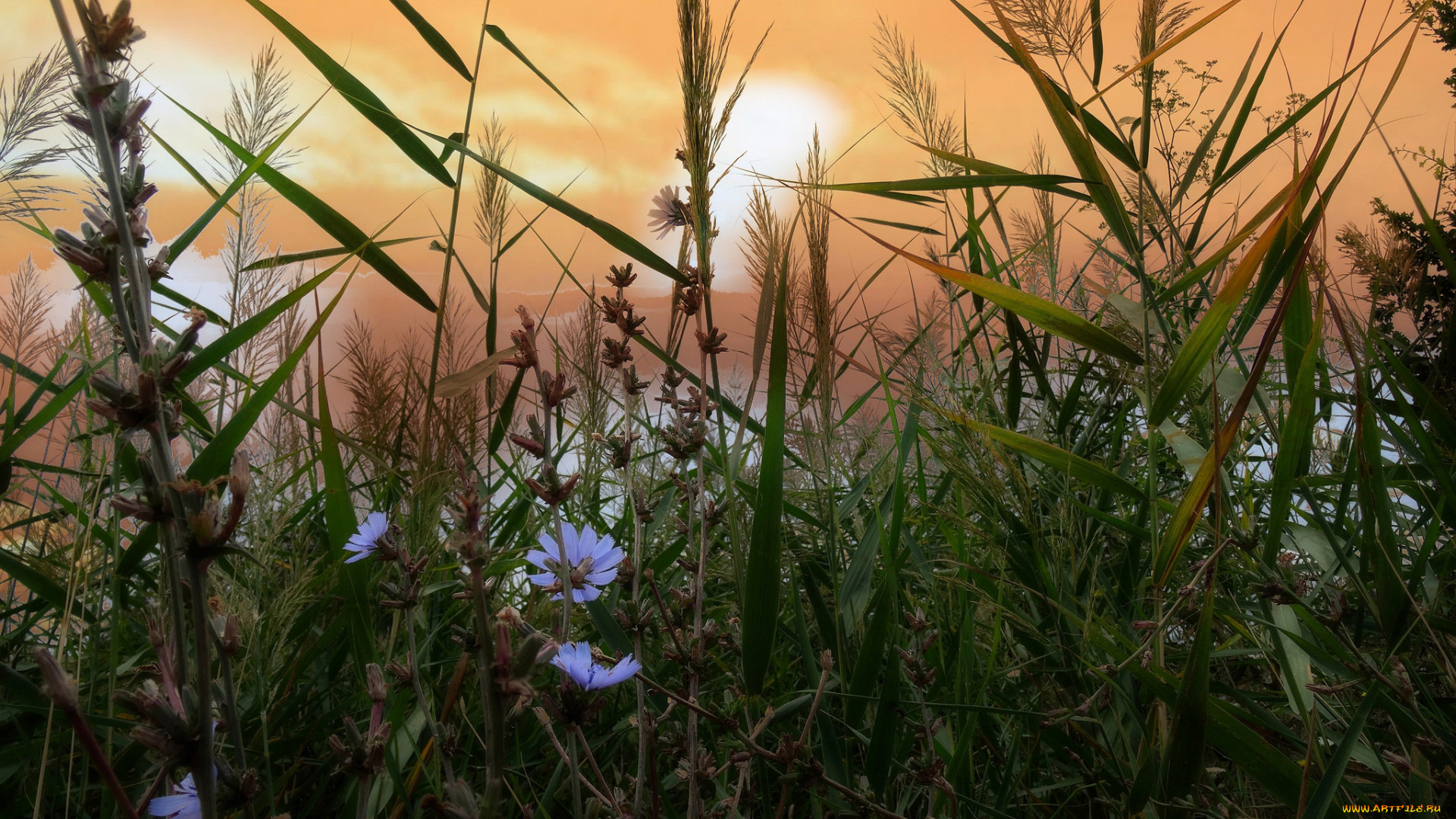 цветы, луговые, , полевые, , цветы, цветок