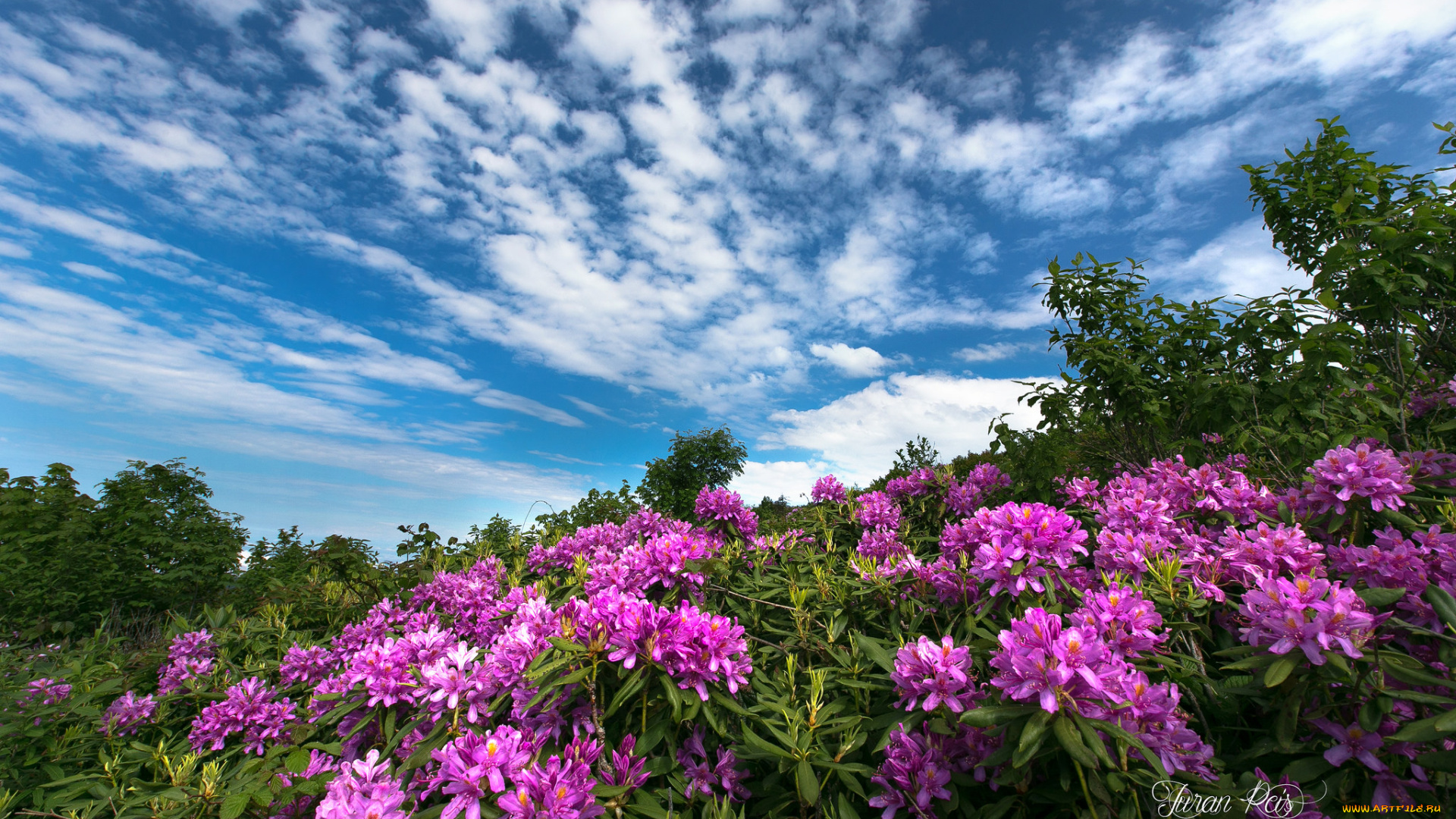 цветы, луговые, , полевые, , цветы, цветок