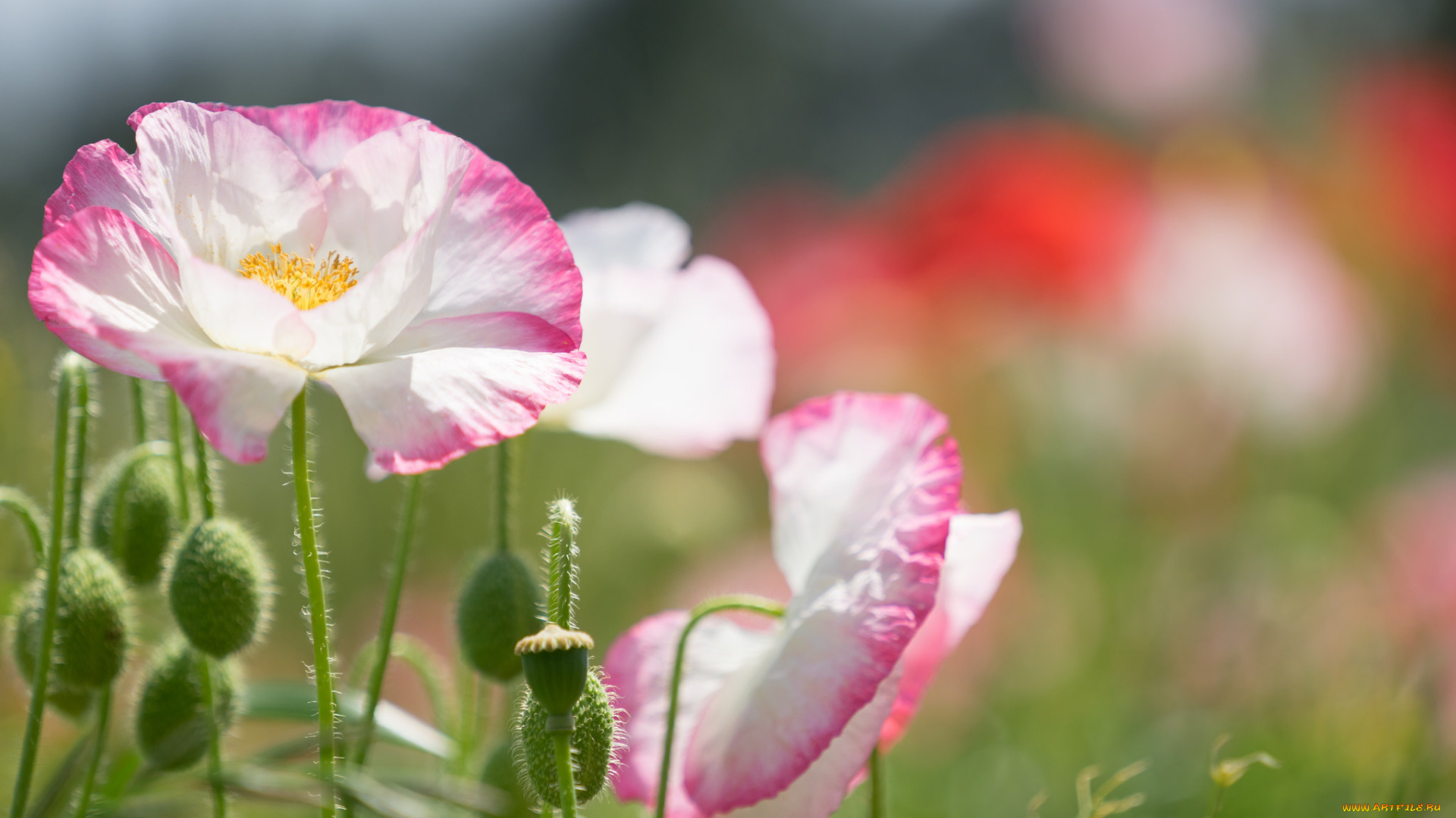 цветы, маки, цветение, мак