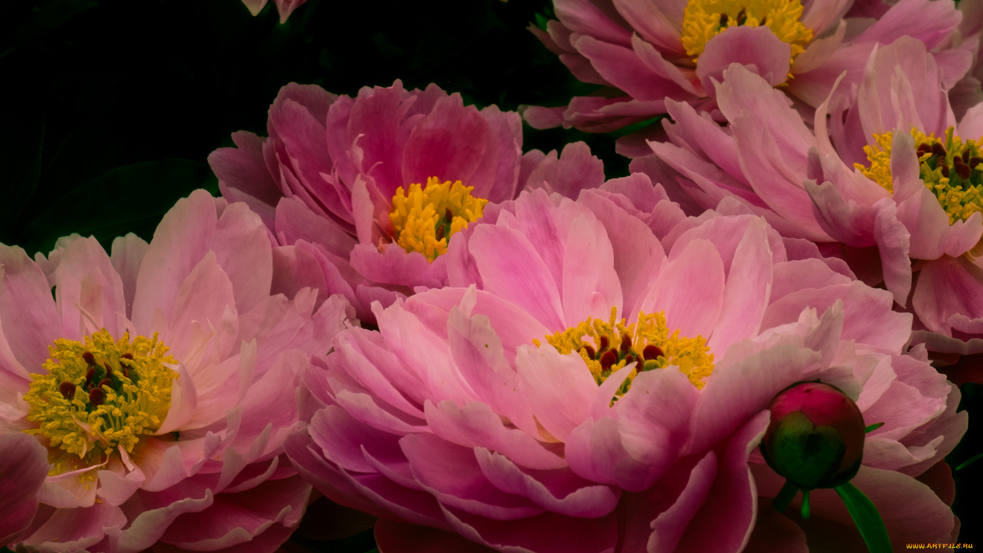 цветы, пионы, цветение, розовый, лепестки, пион, бутон