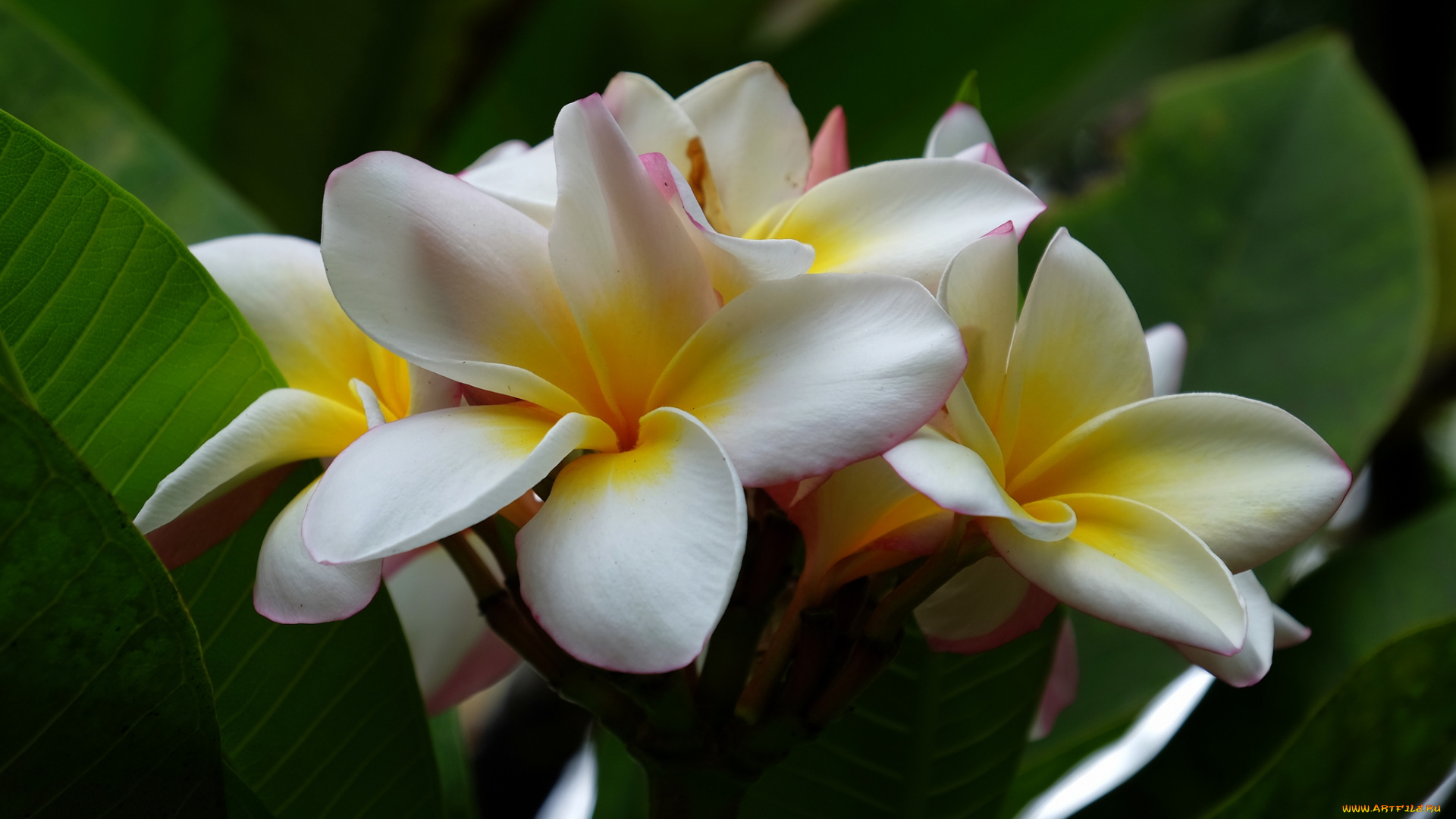 цветы, плюмерия, цветок