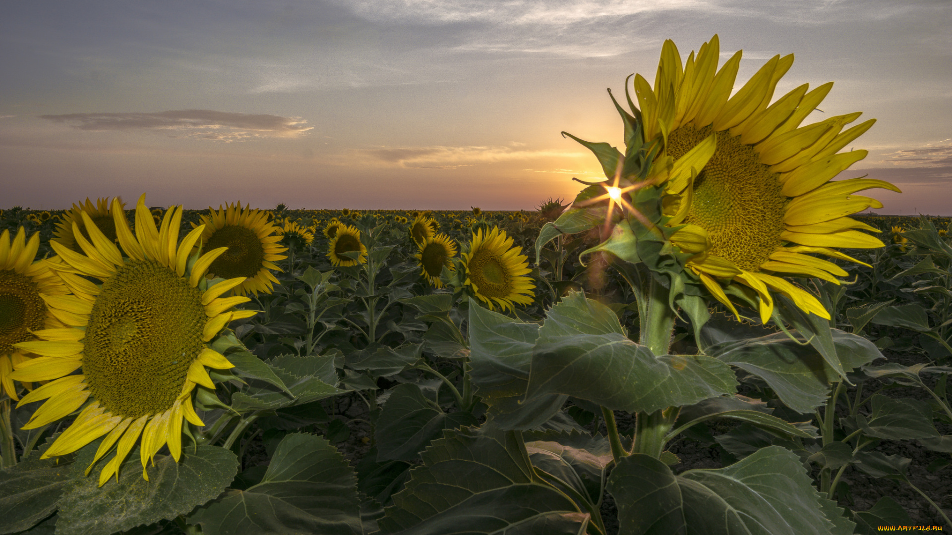цветы, подсолнухи, цветок