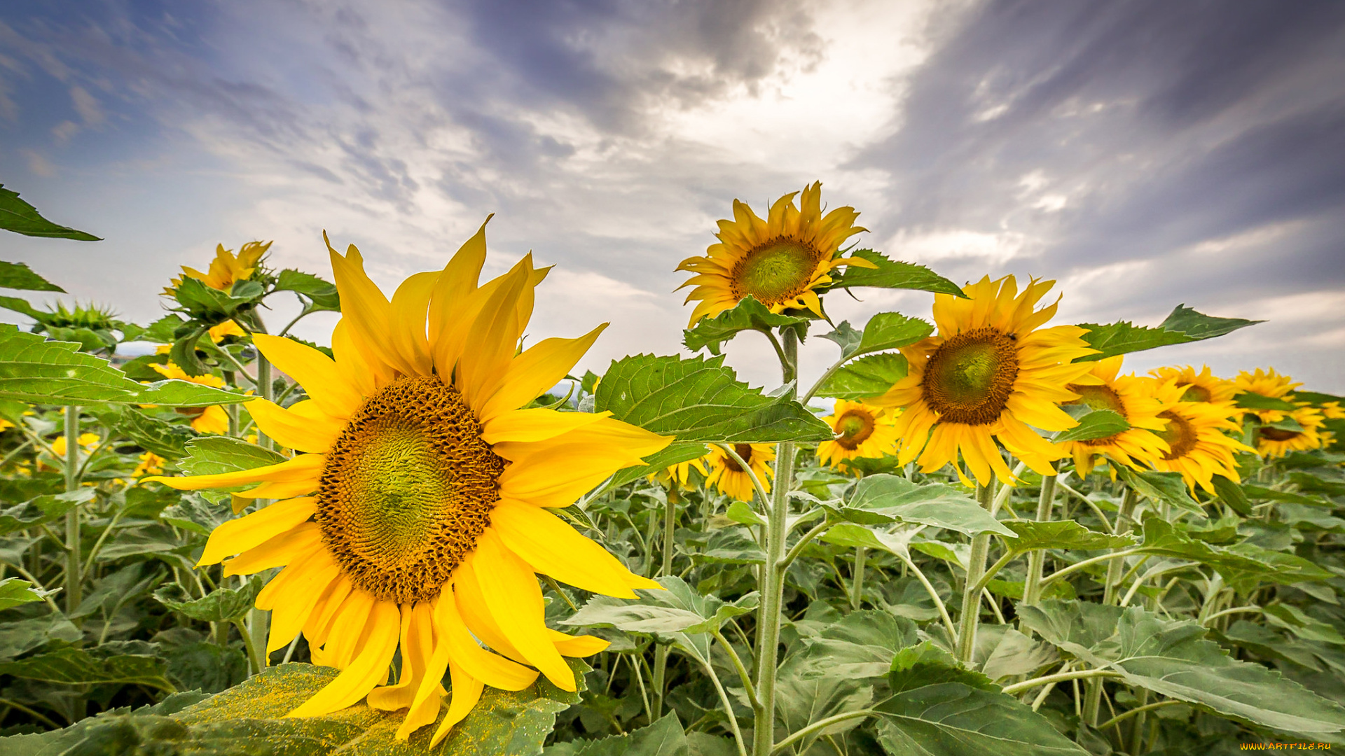 цветы, подсолнухи, цветок