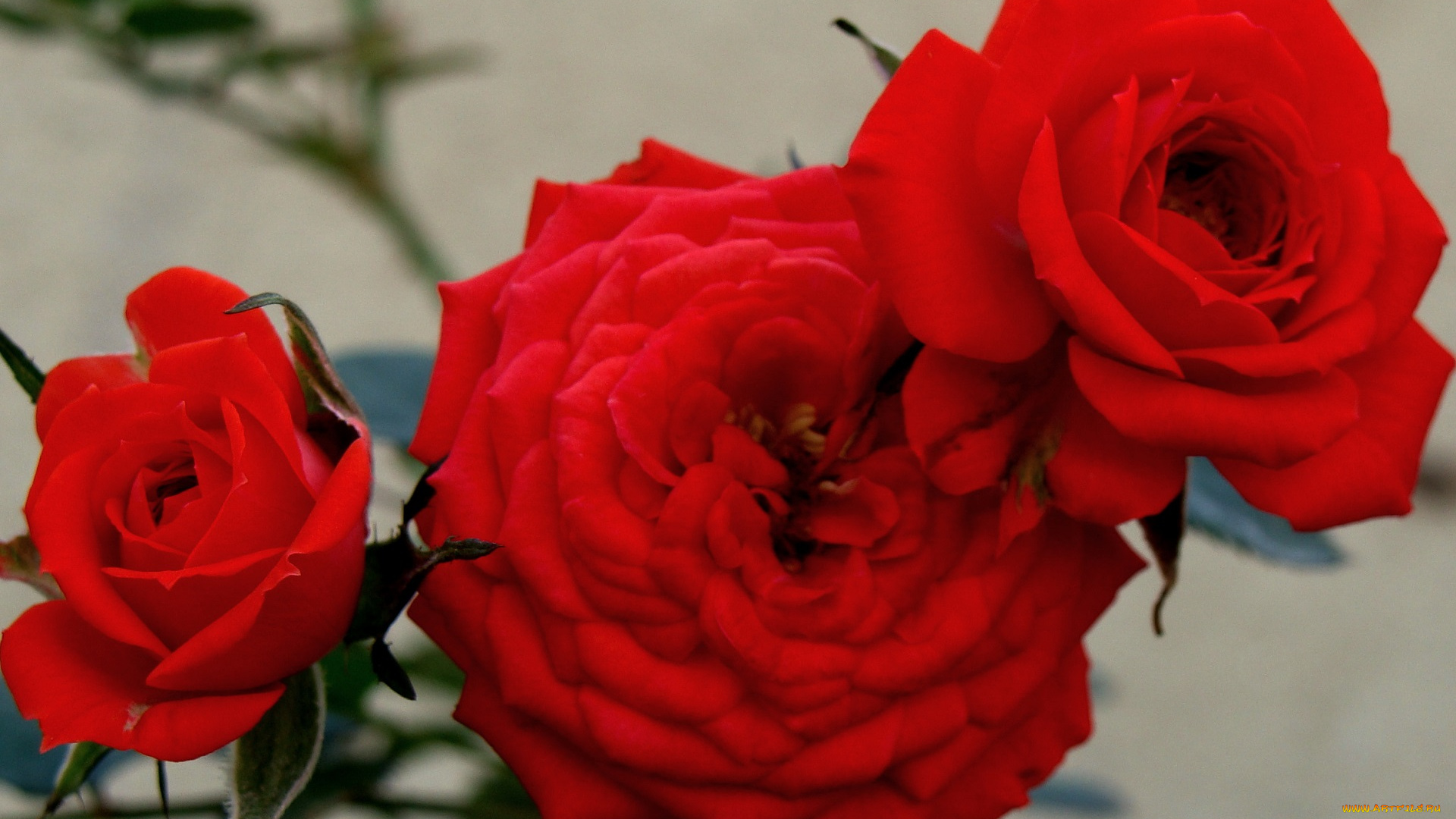 цветы, розы, bud, rose, blossoms, leaves, роза, petals, цветение, листья, лепестки, бутон